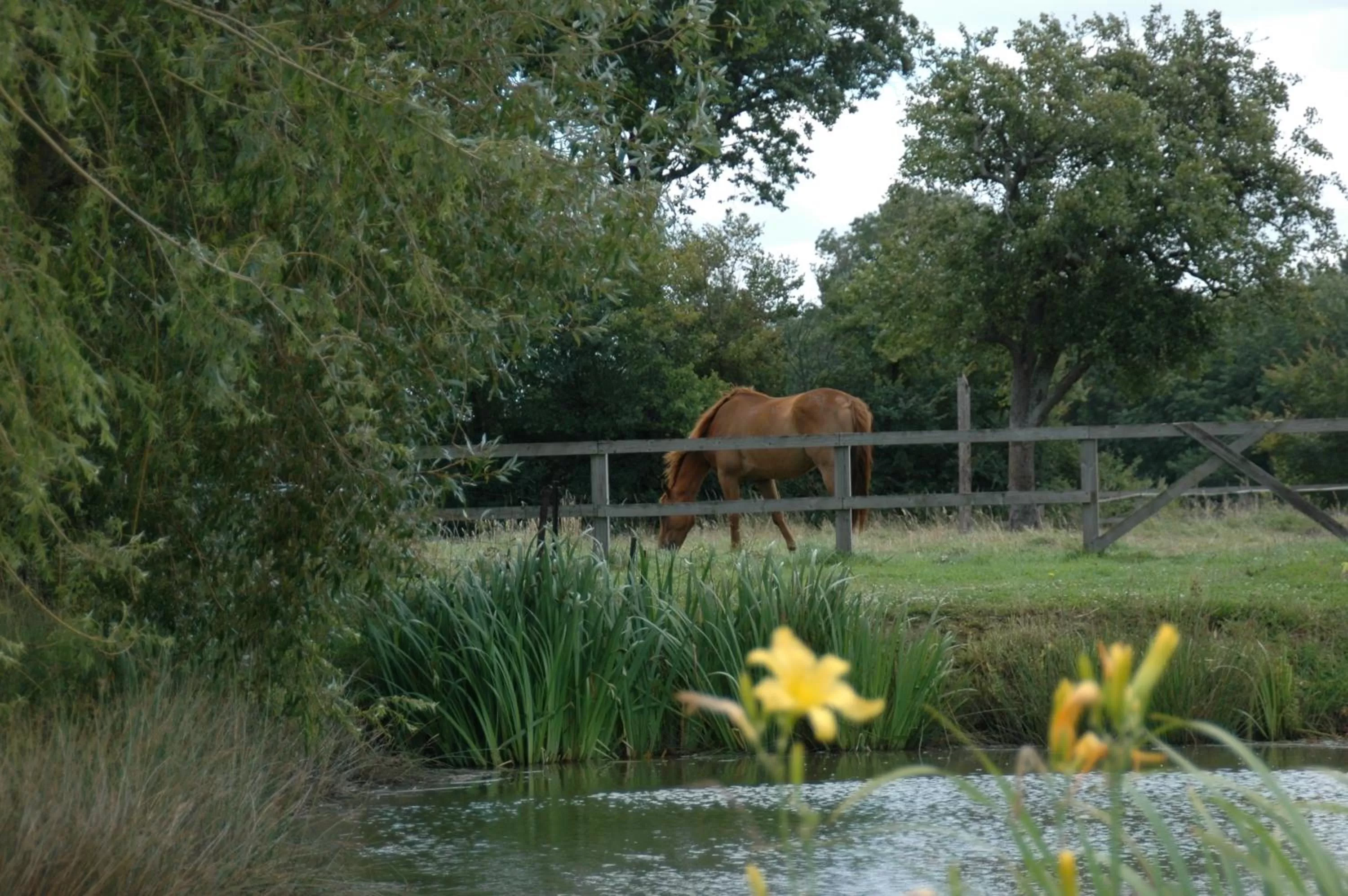 Animals in Grand Mainguet