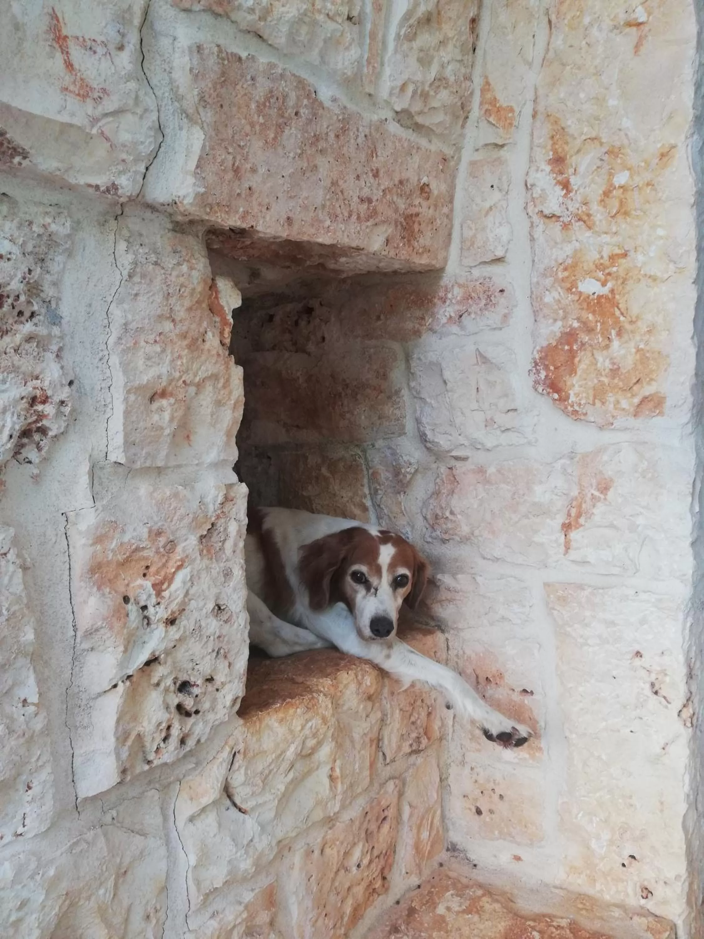 Pets in B&B Giovannarolla Green House