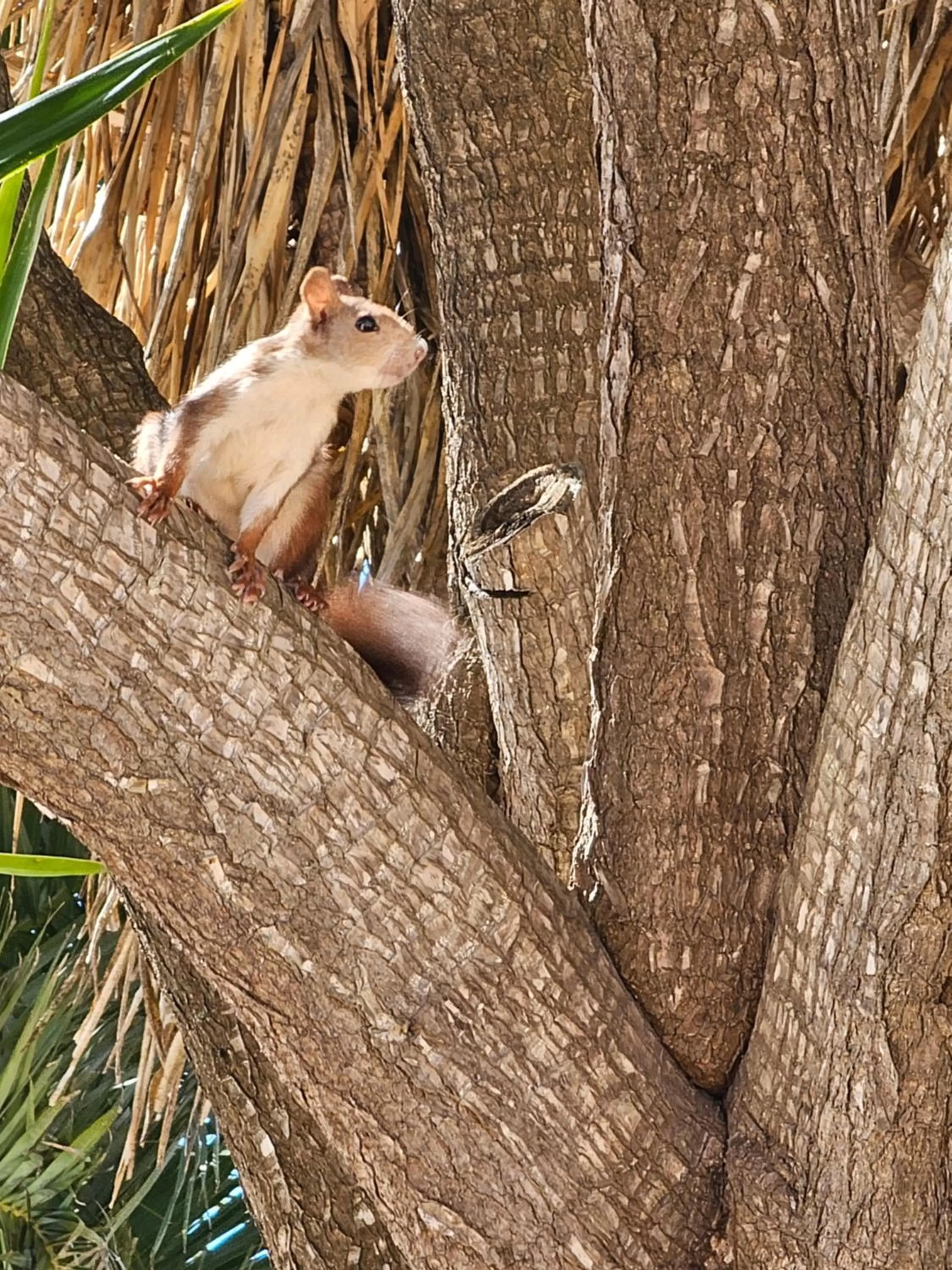 Animals, Other Animals in Finca la Yuca