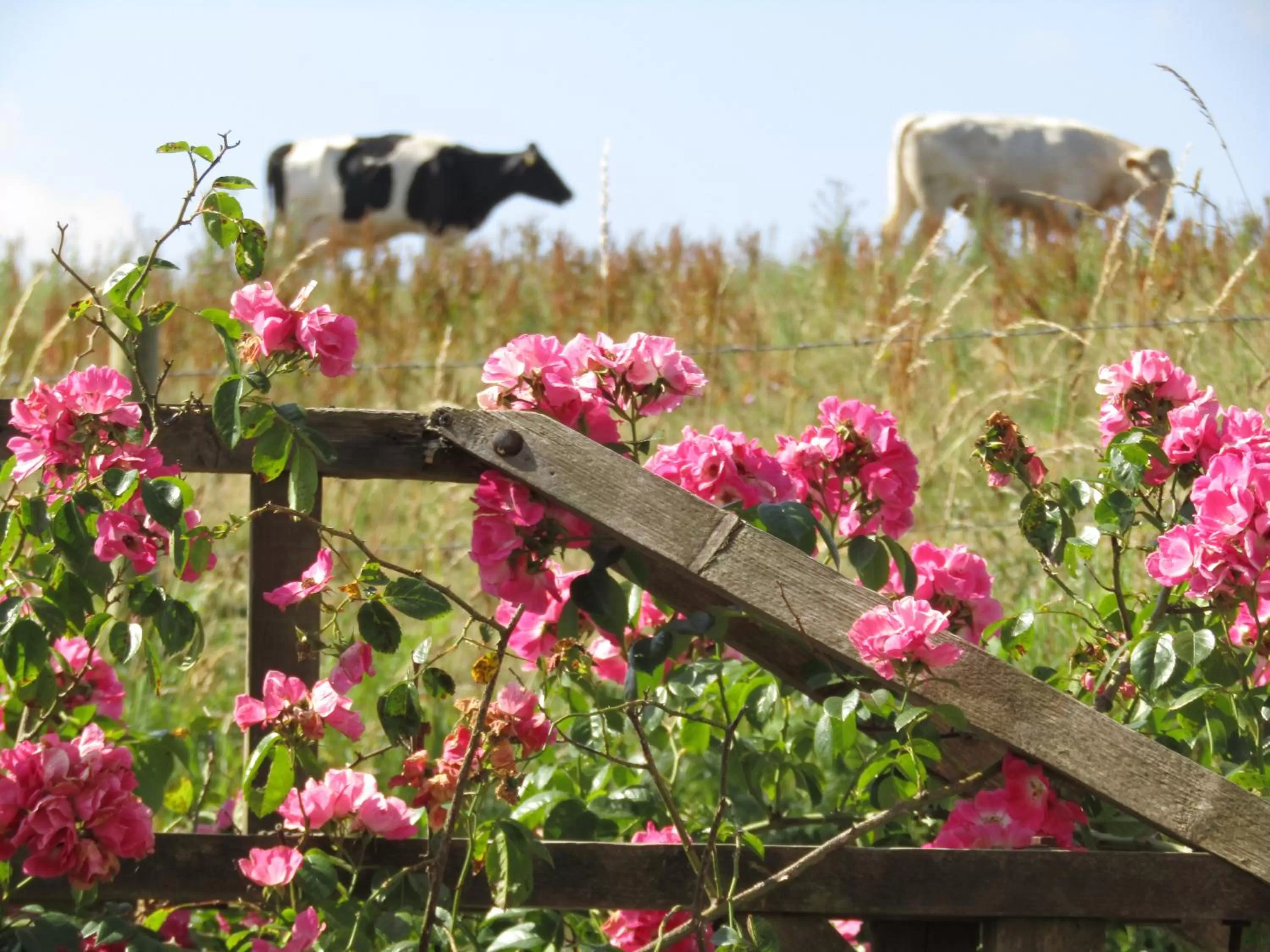 Garden view, Other Animals in Treganoon House, Lanlivery