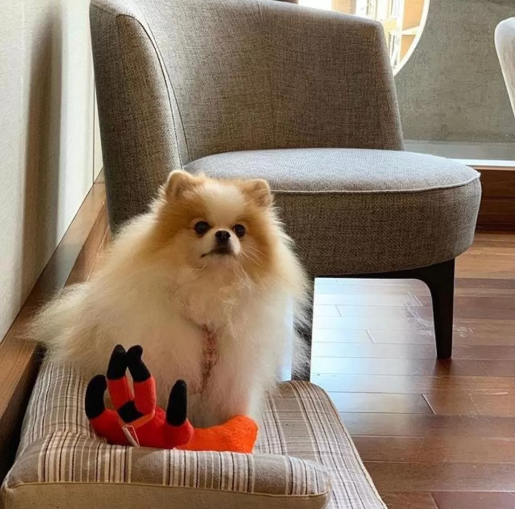 Pets in Hotel Le Pelican