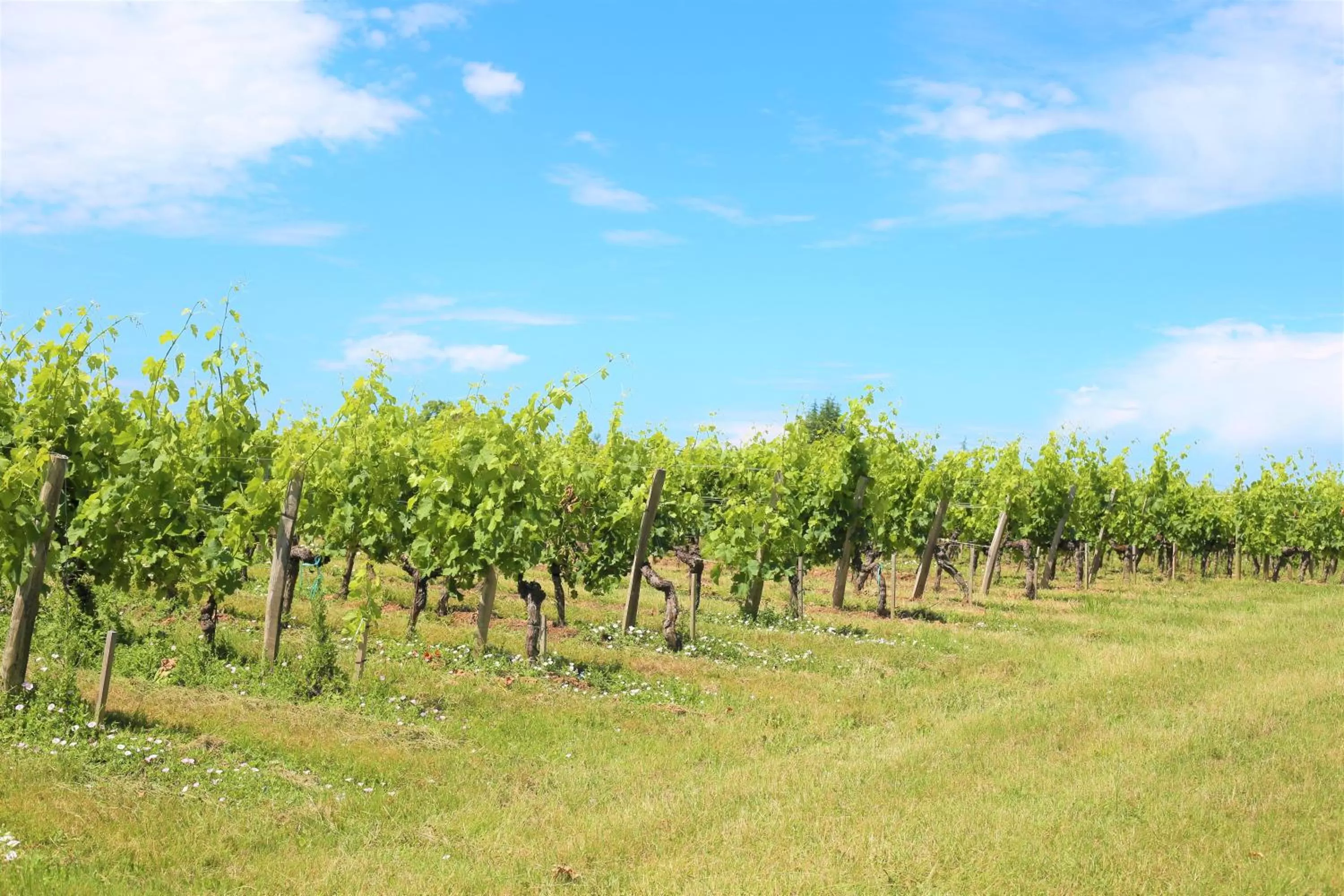 Natural landscape in Au Do'Mayne des Bouilles - Spa & Piscine