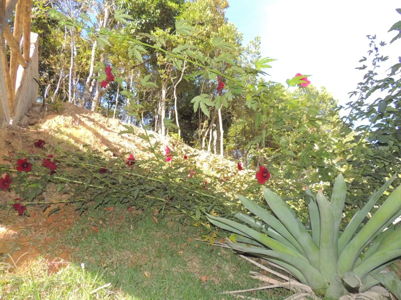 Garden view in Pousada R.N.C. Nosso Paraíso