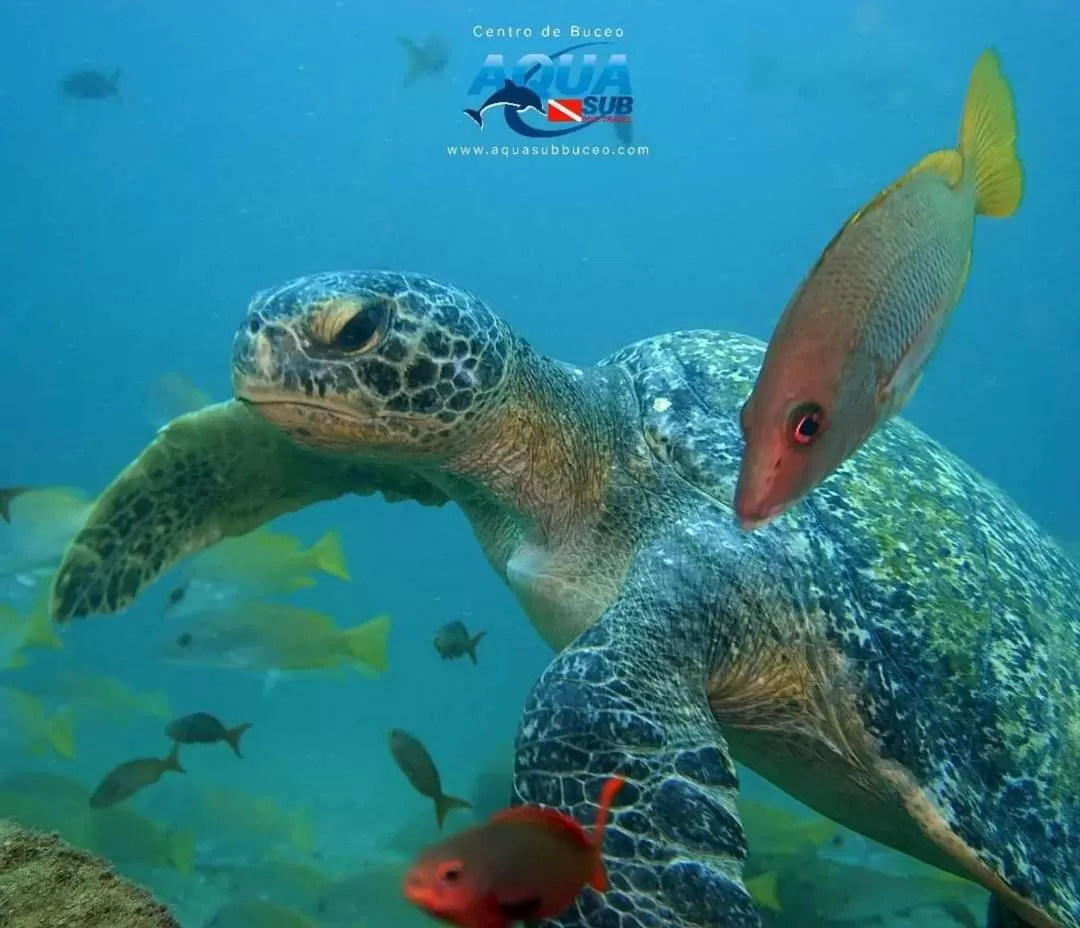 Diving, Other Animals in Posada Turística Rocas De Cabo Marzo