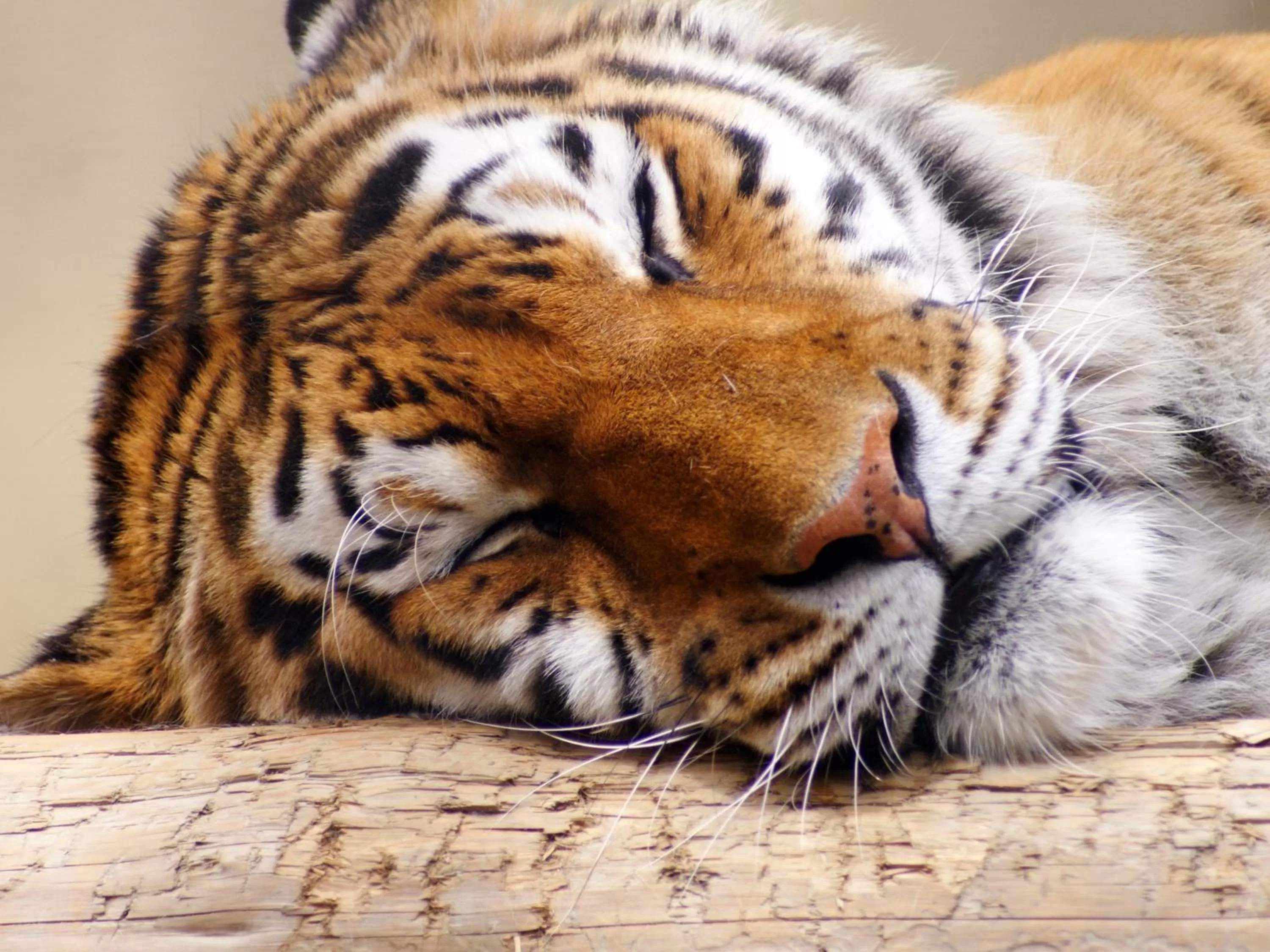 Nearby landmark, Other Animals in Hotel Wing International Kyoto - Shijo Karasuma