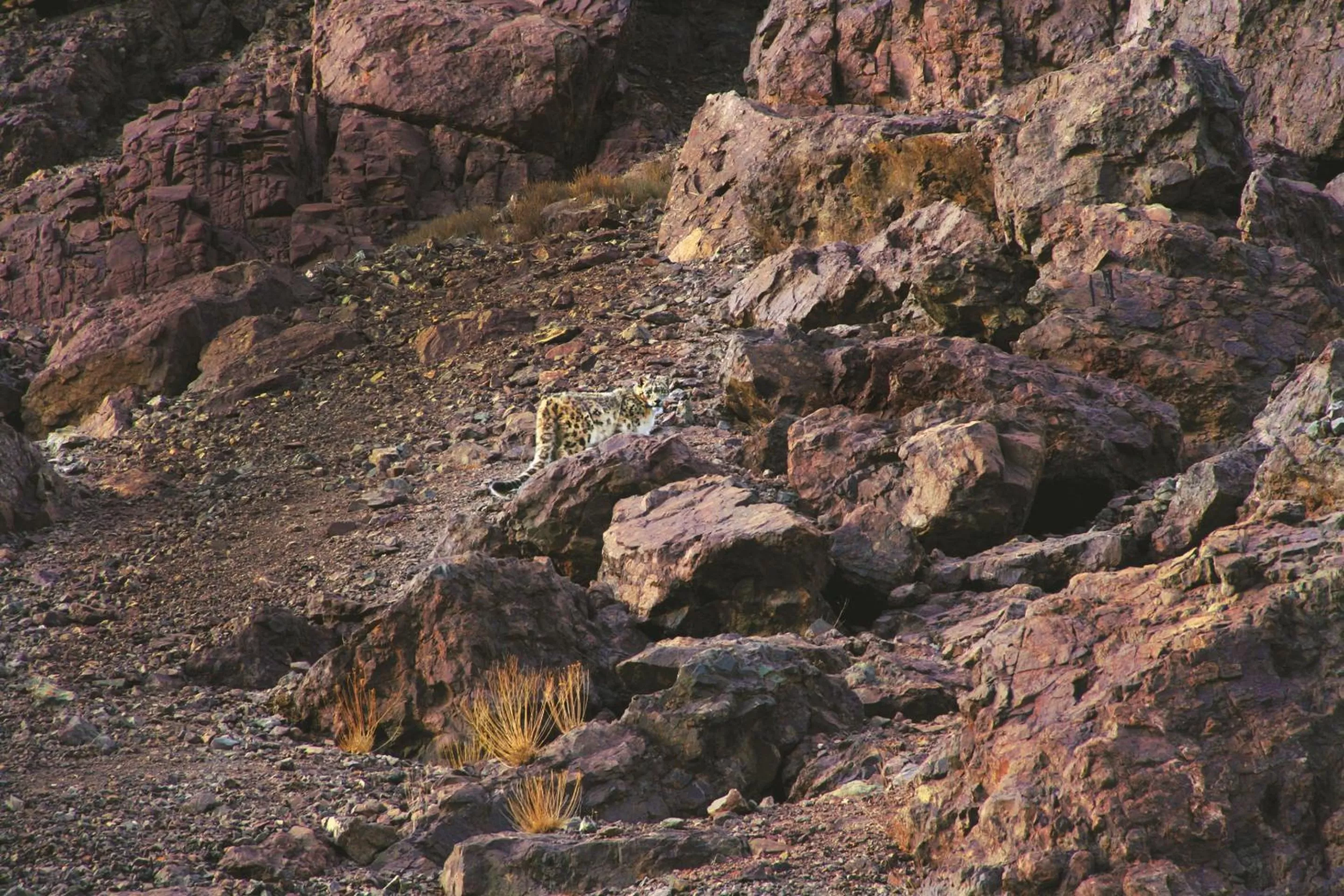 Other in The Grand Dragon Ladakh