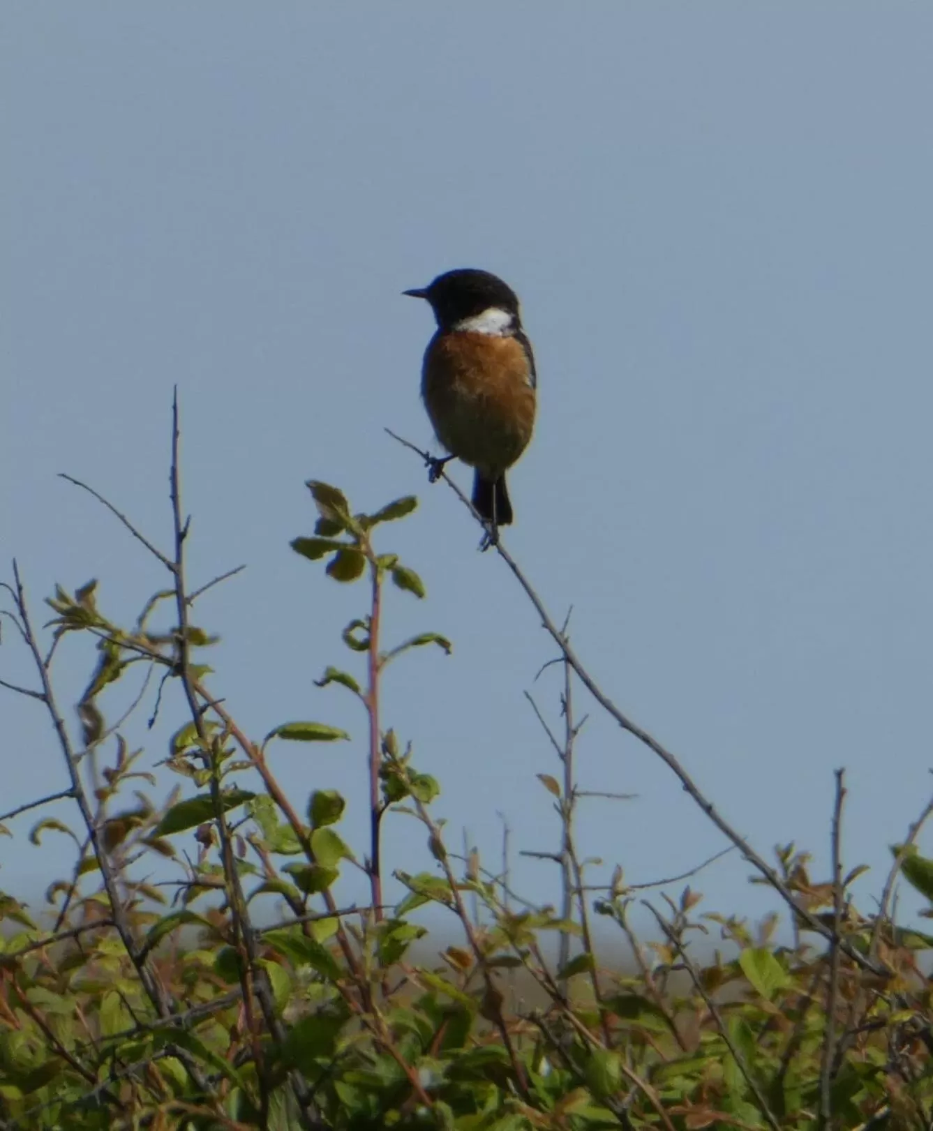 Natural landscape in The Sloop Inn
