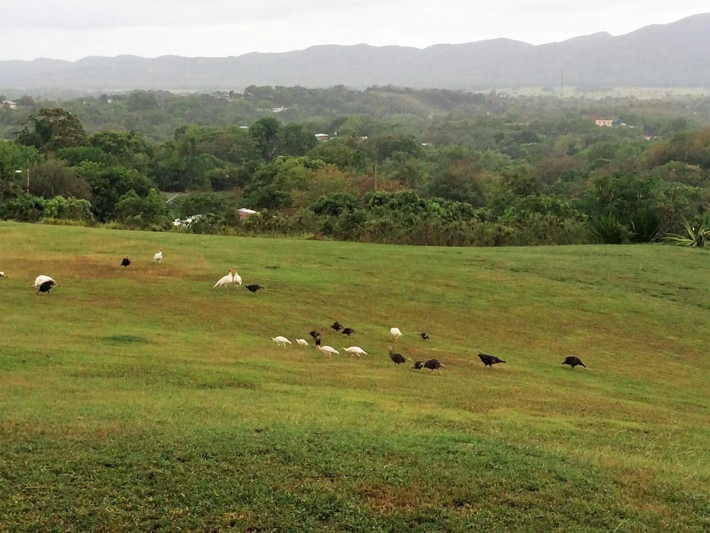 Other Animals in 4 Casitas