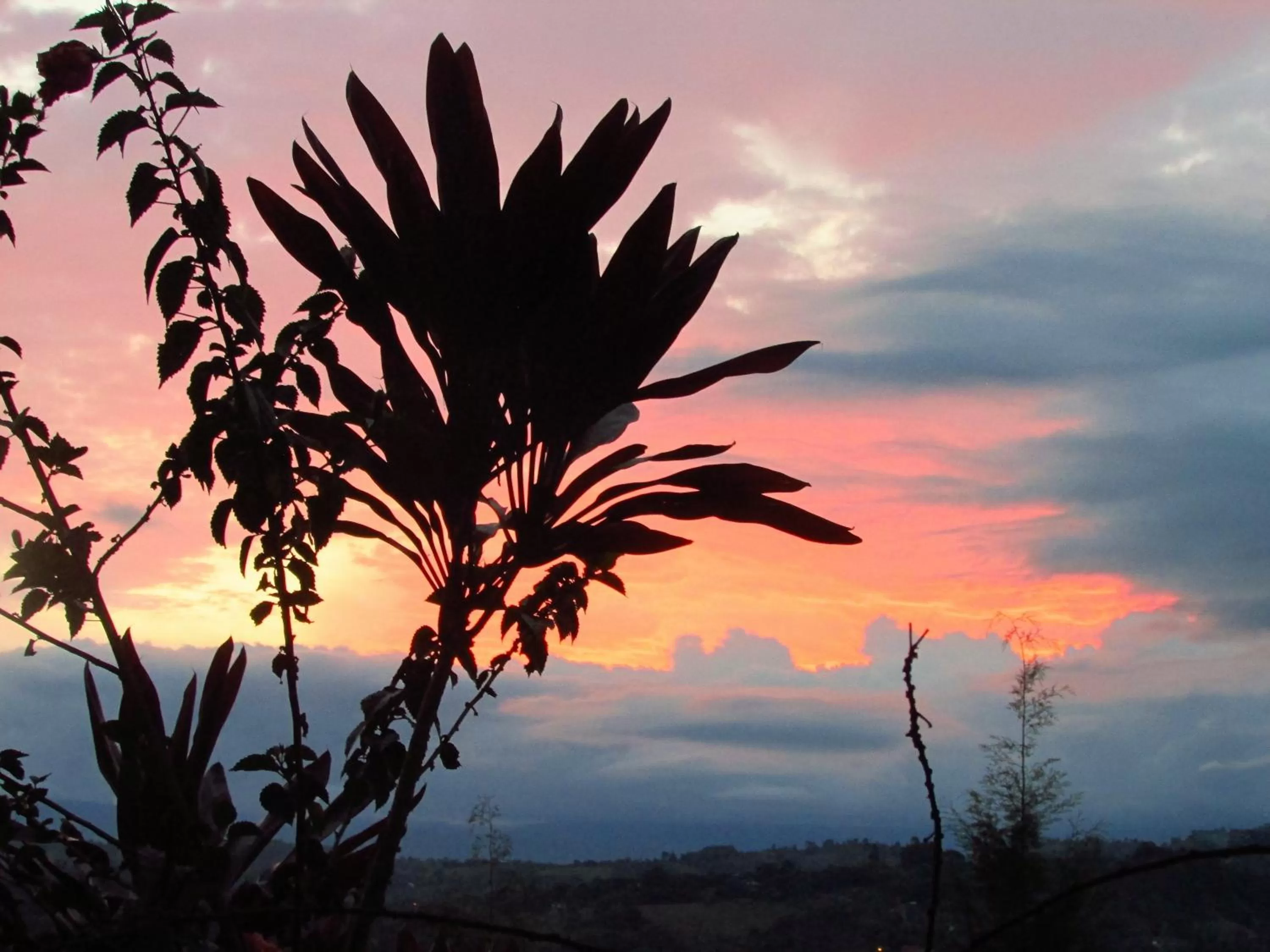 Garden, Sunrise/Sunset in Hotel La Casa de Francois