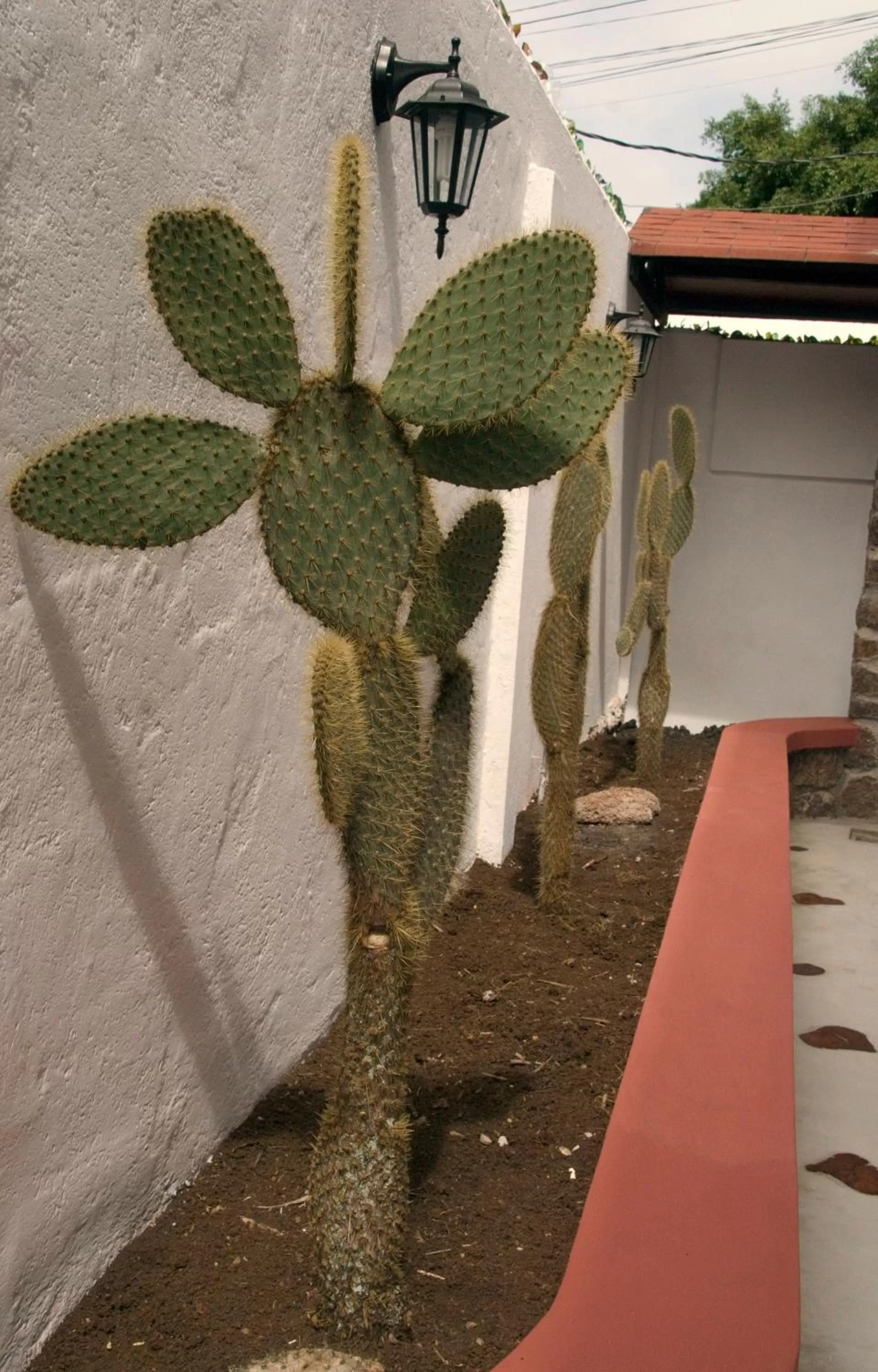 Facade/entrance in Hotel Galapagos Suites B&B