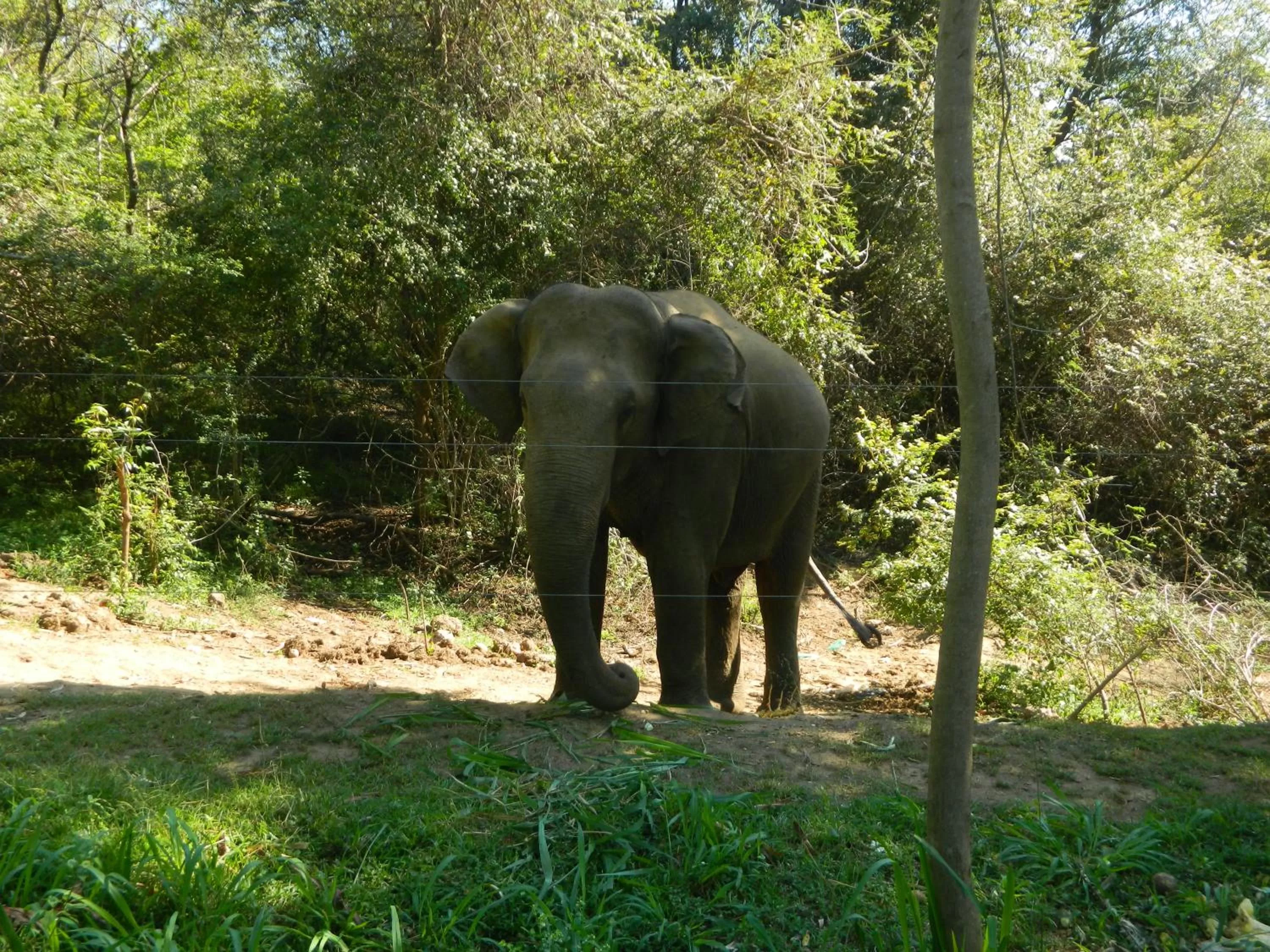 Other Animals in New Ocean Vibes