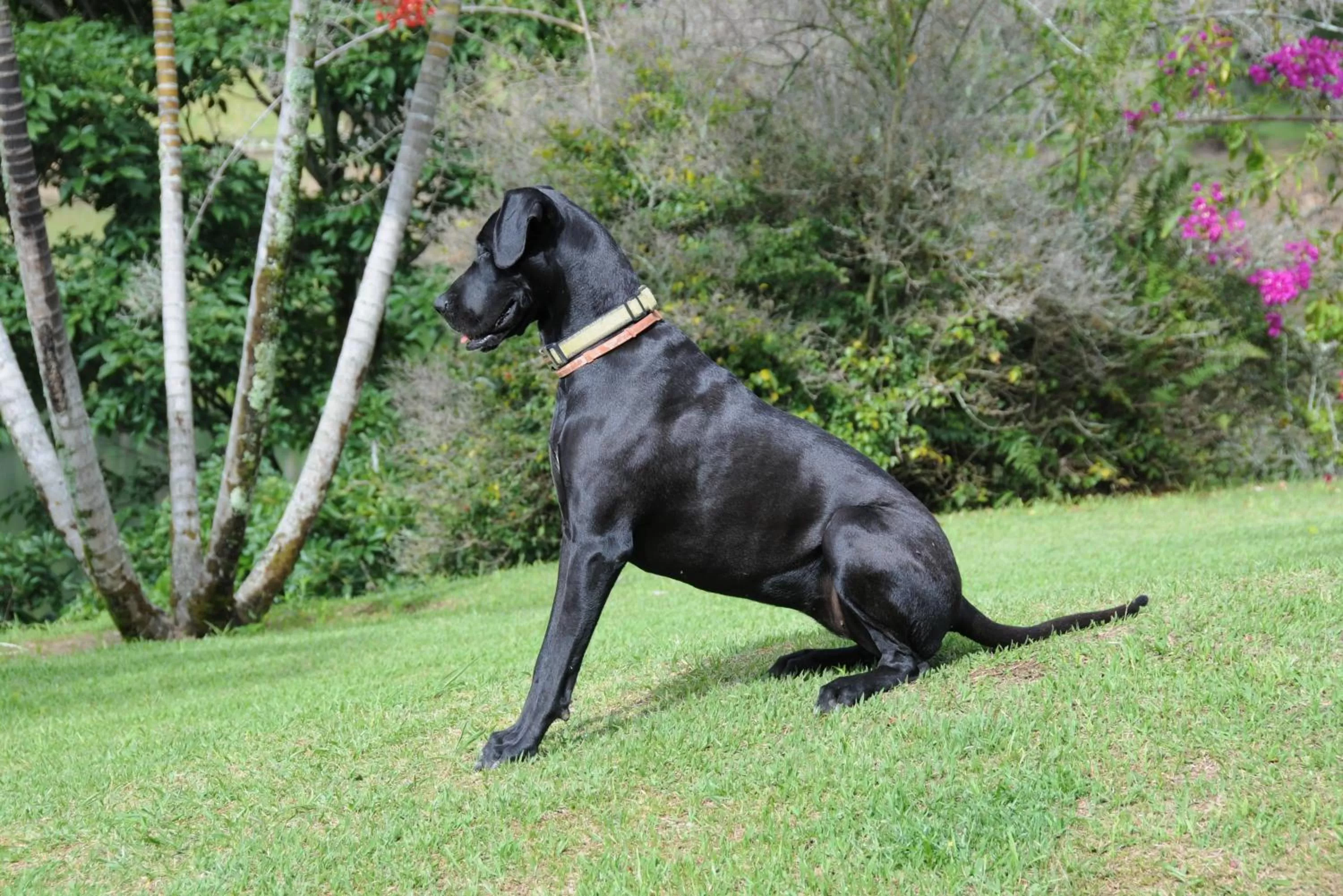 Pets in Casa finca típica the lake hotel