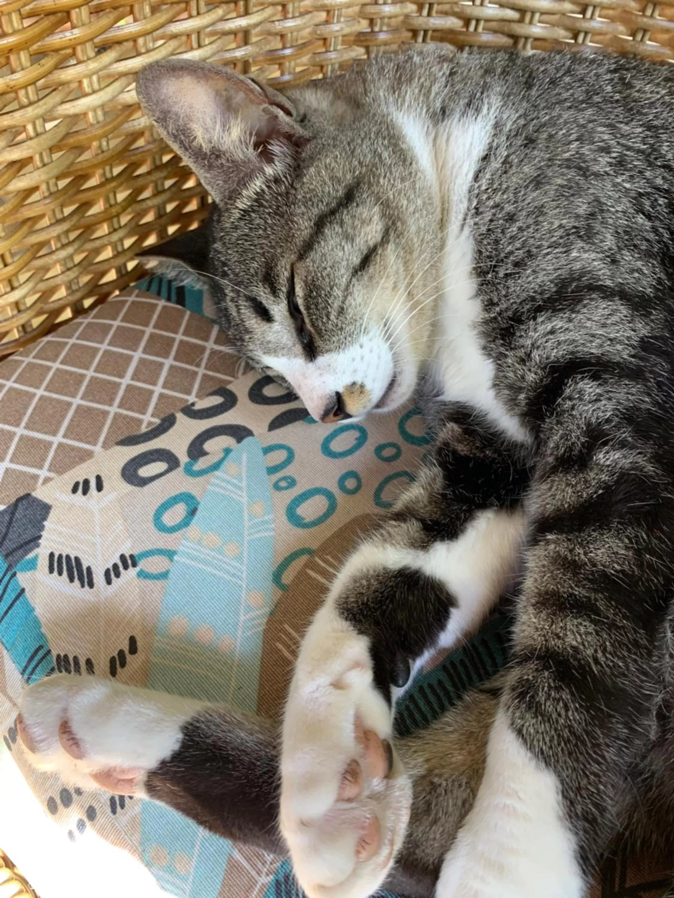 Pets in Beach House Floripa