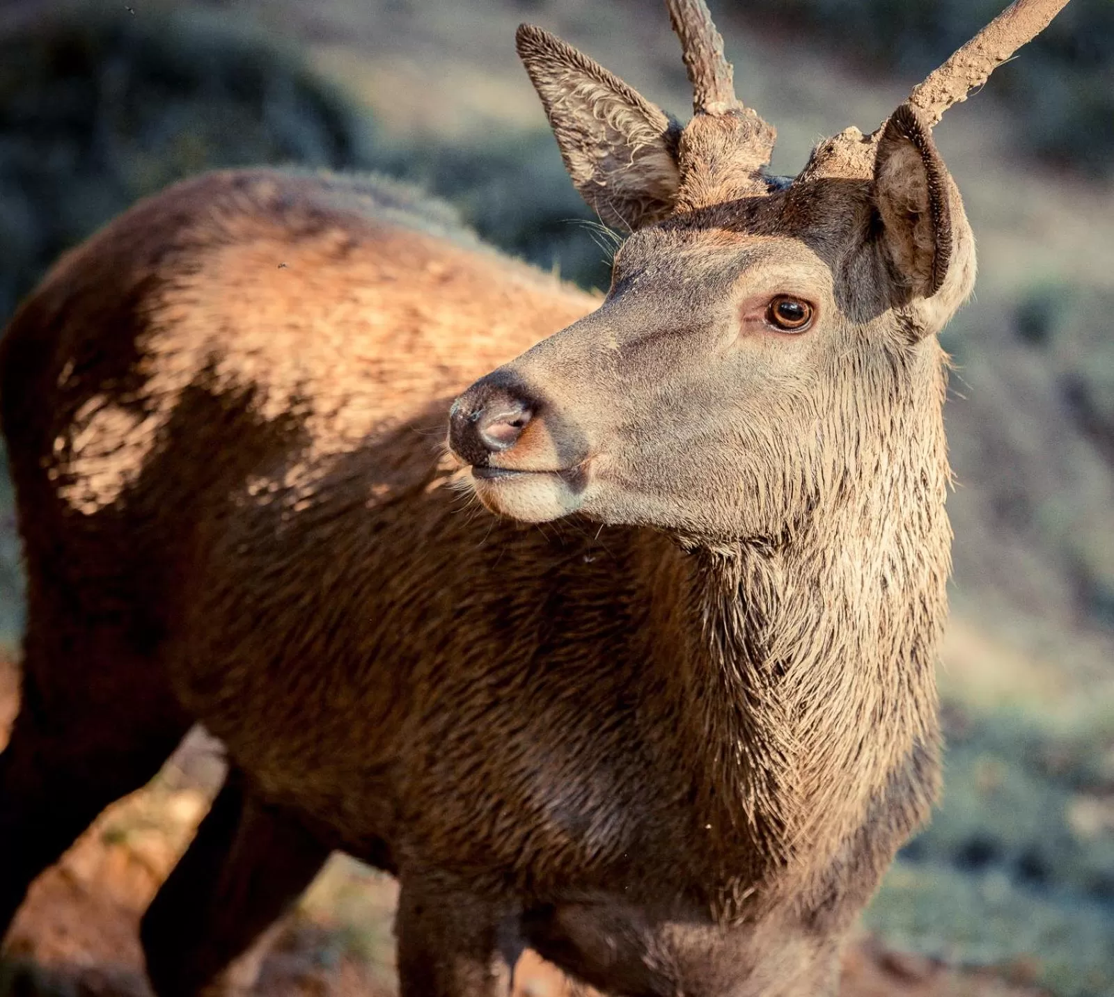 View (from property/room), Other Animals in Landhotel Lammershof