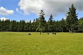 View (from property/room) in Wildwood Farm Bed & Breakfast