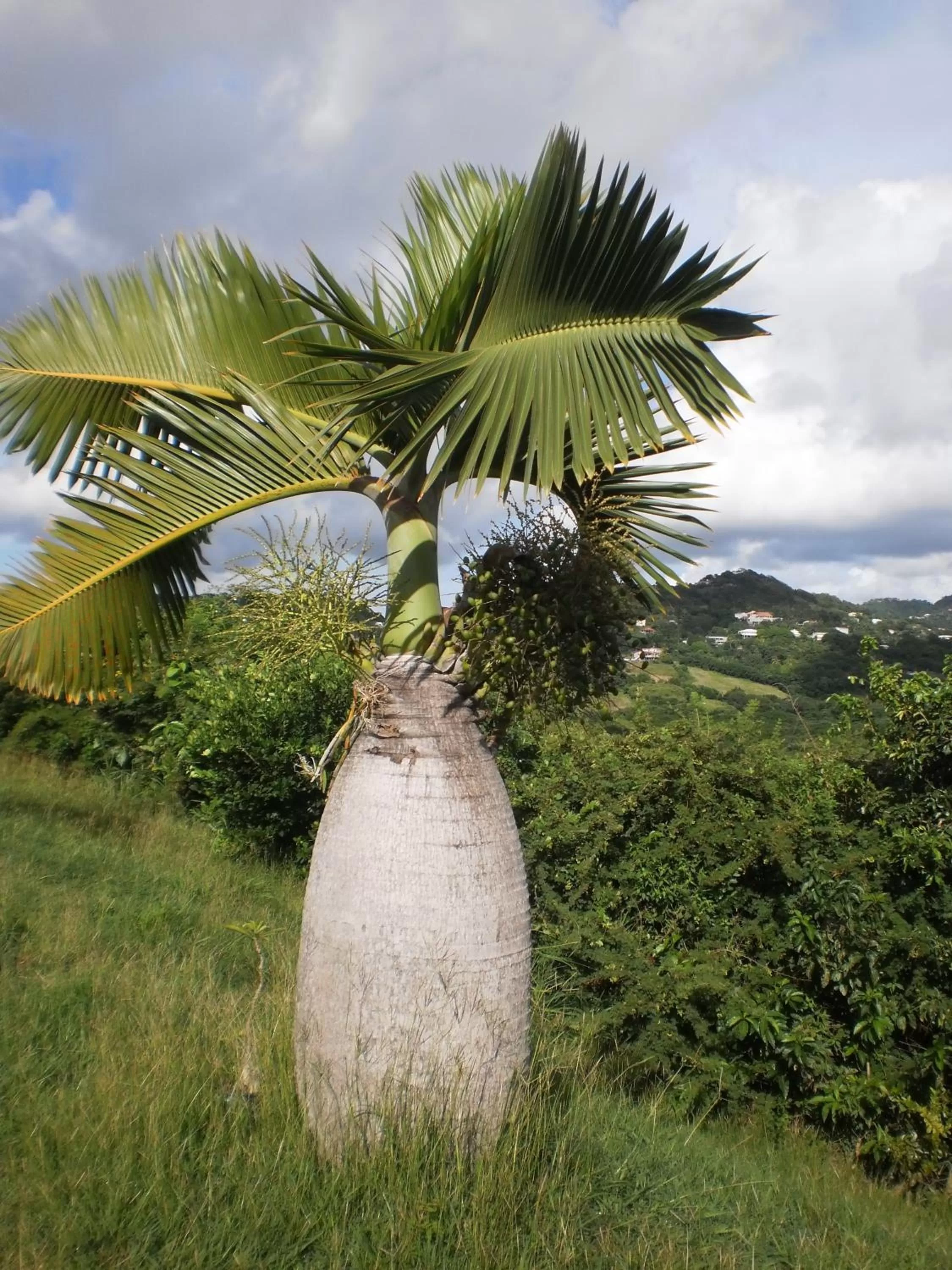 Garden view in Bed and breakfast Riviere