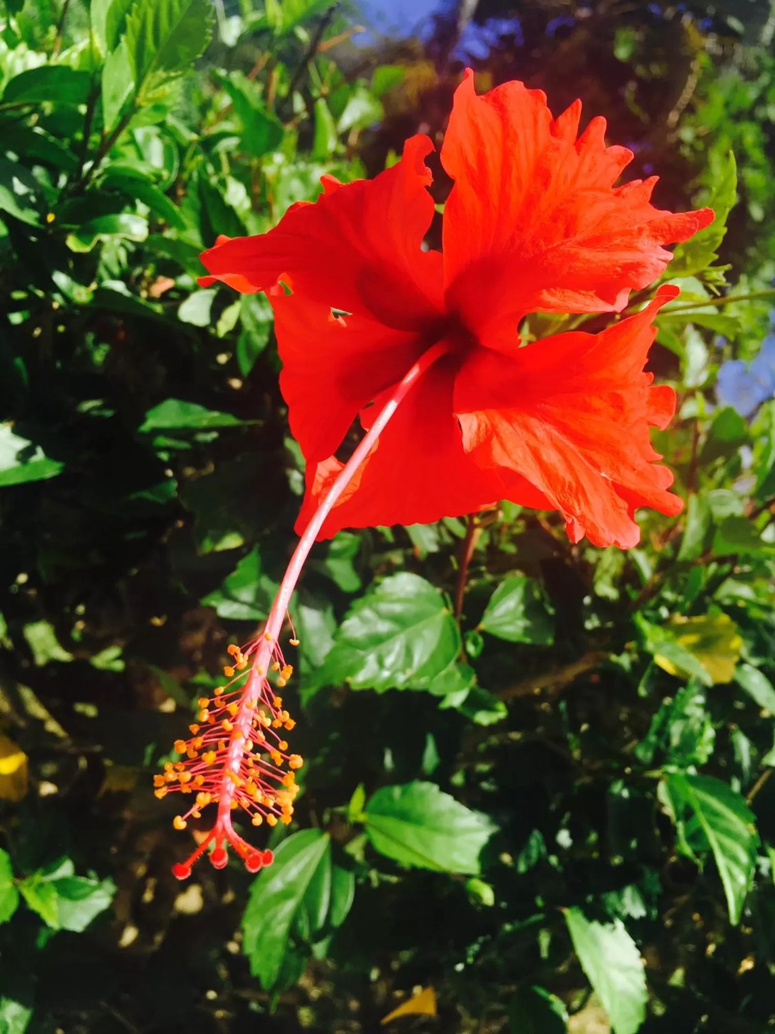 Garden in Beach Break Resort