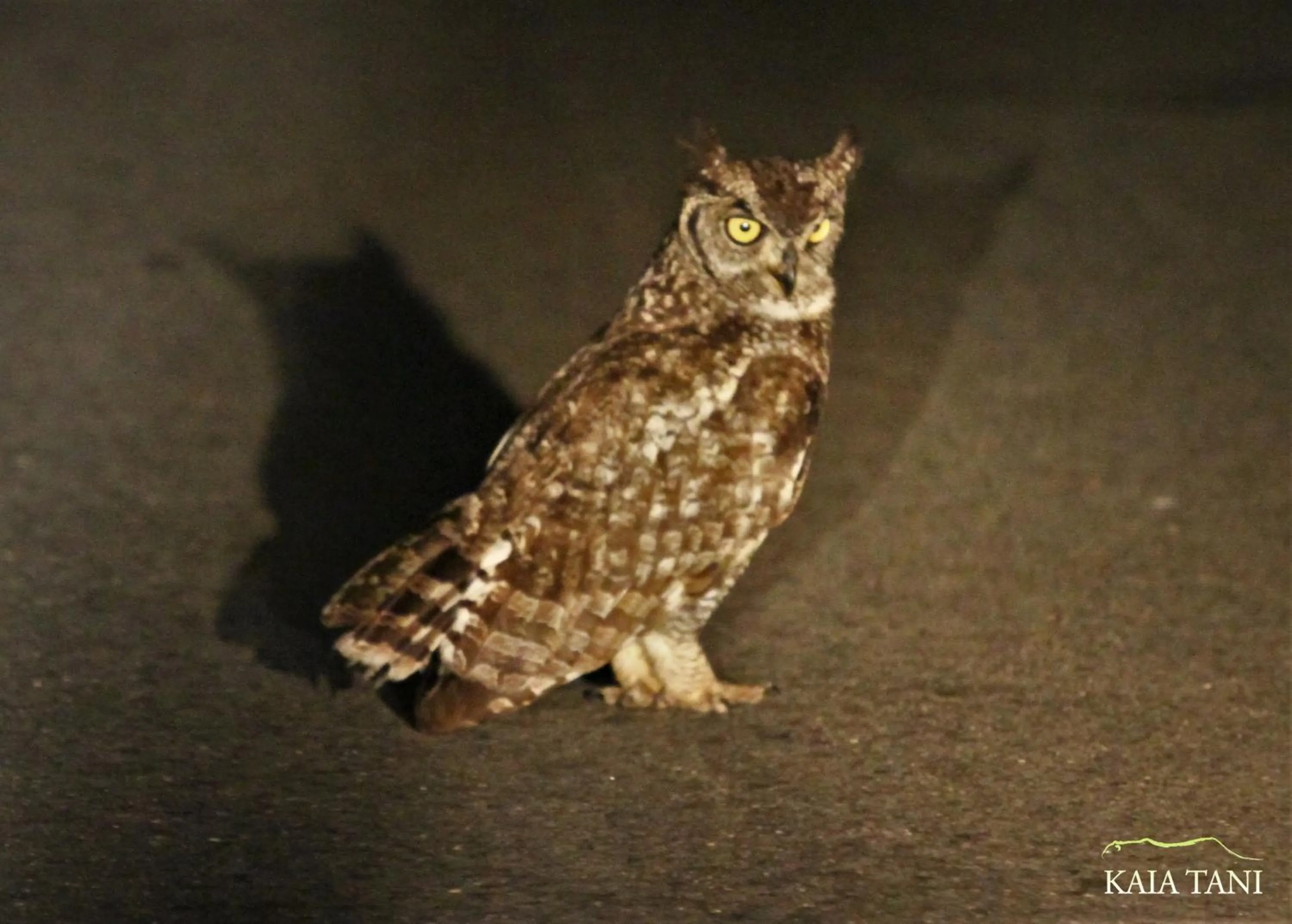 Animals in Kaia Tani Exclusive Guesthouse