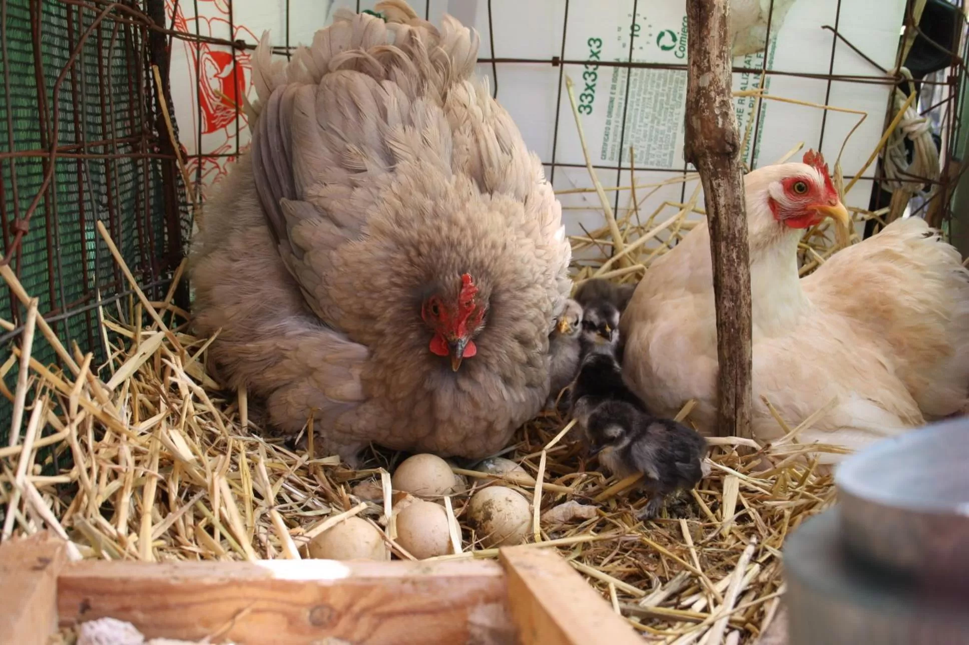 Animals in La Cascata