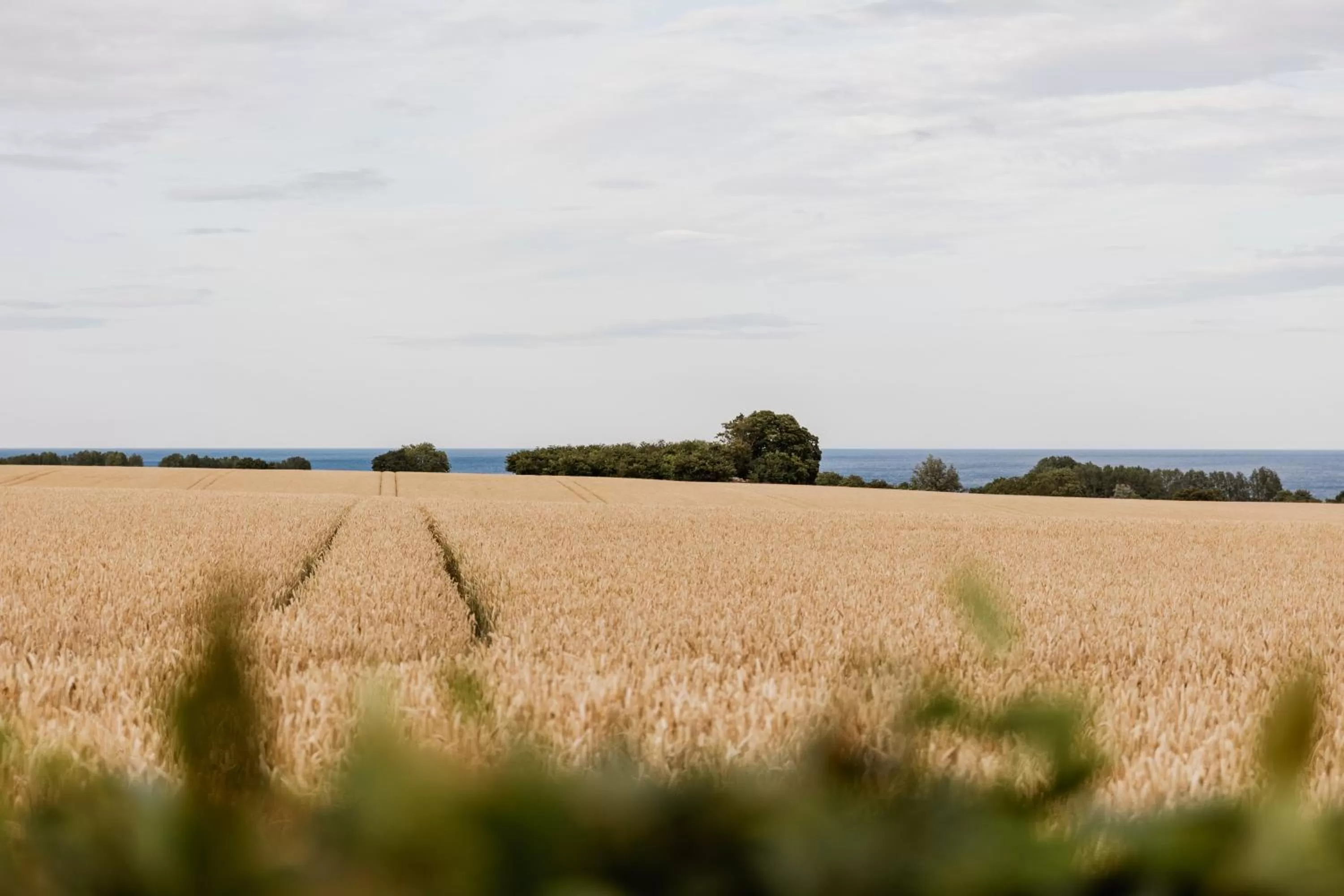 View (from property/room) in Sköllengården