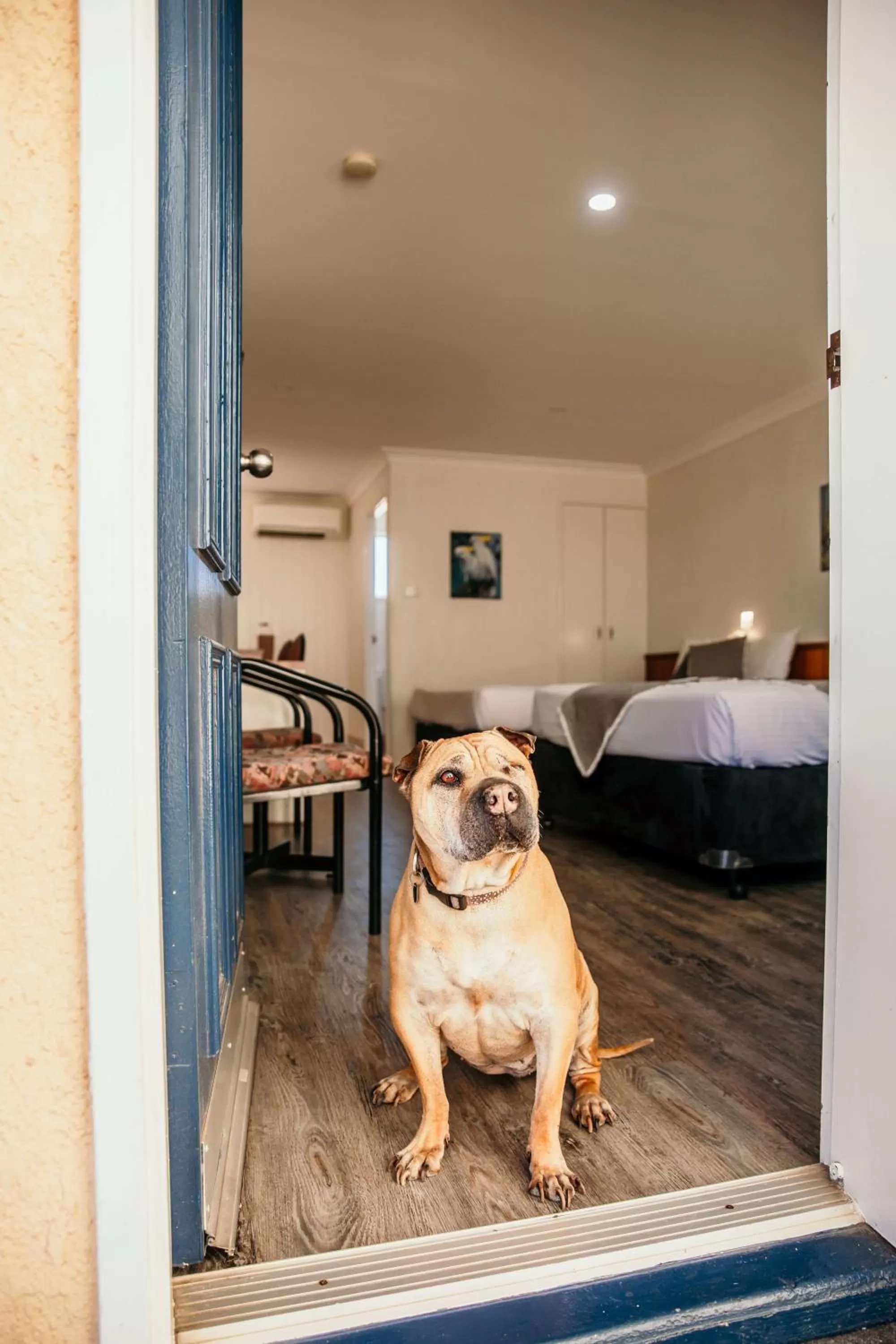 Pets, Bed in Outback Motel Mt Isa