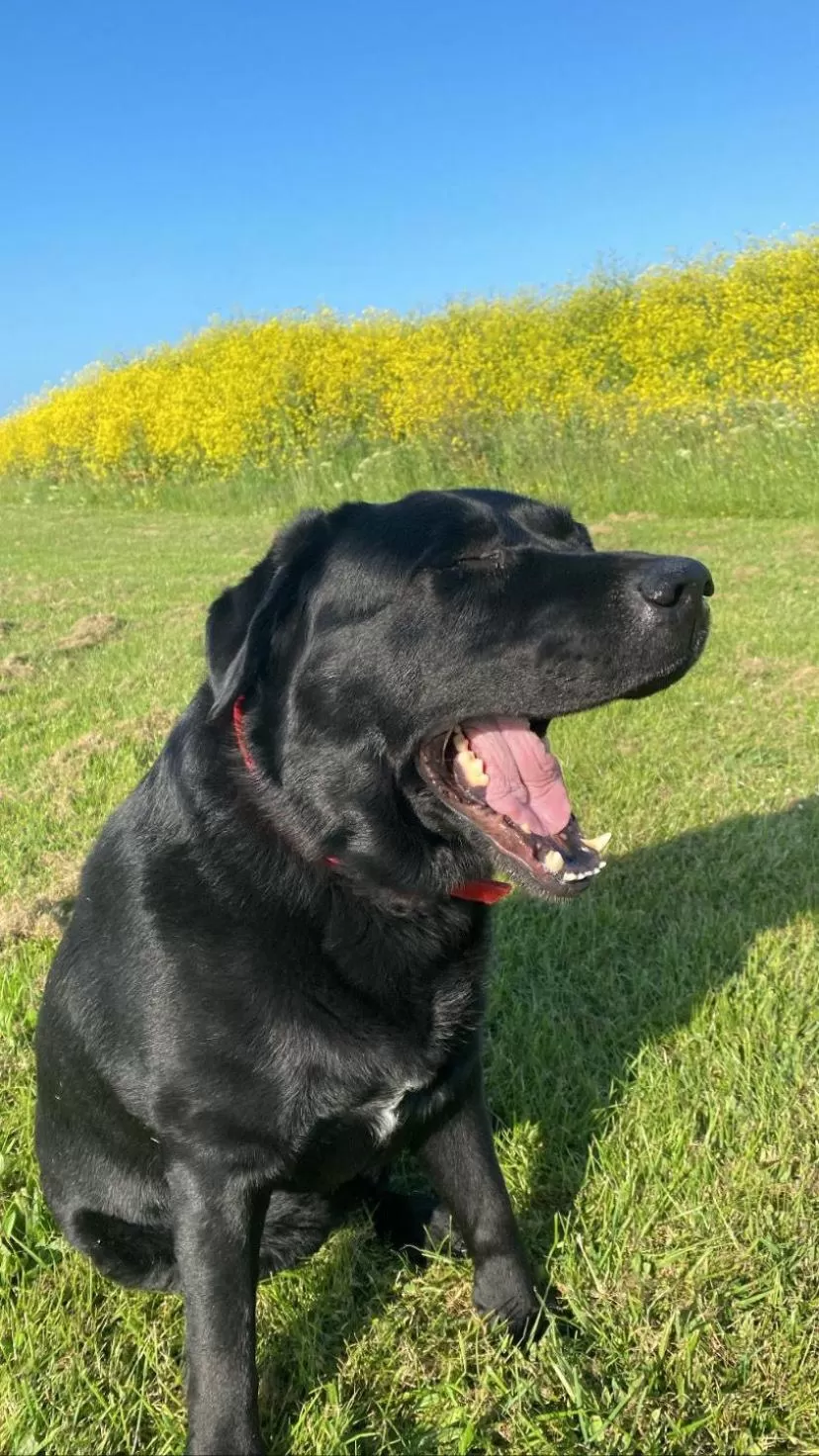 Pets in The New Admiralty Hotel Ltd