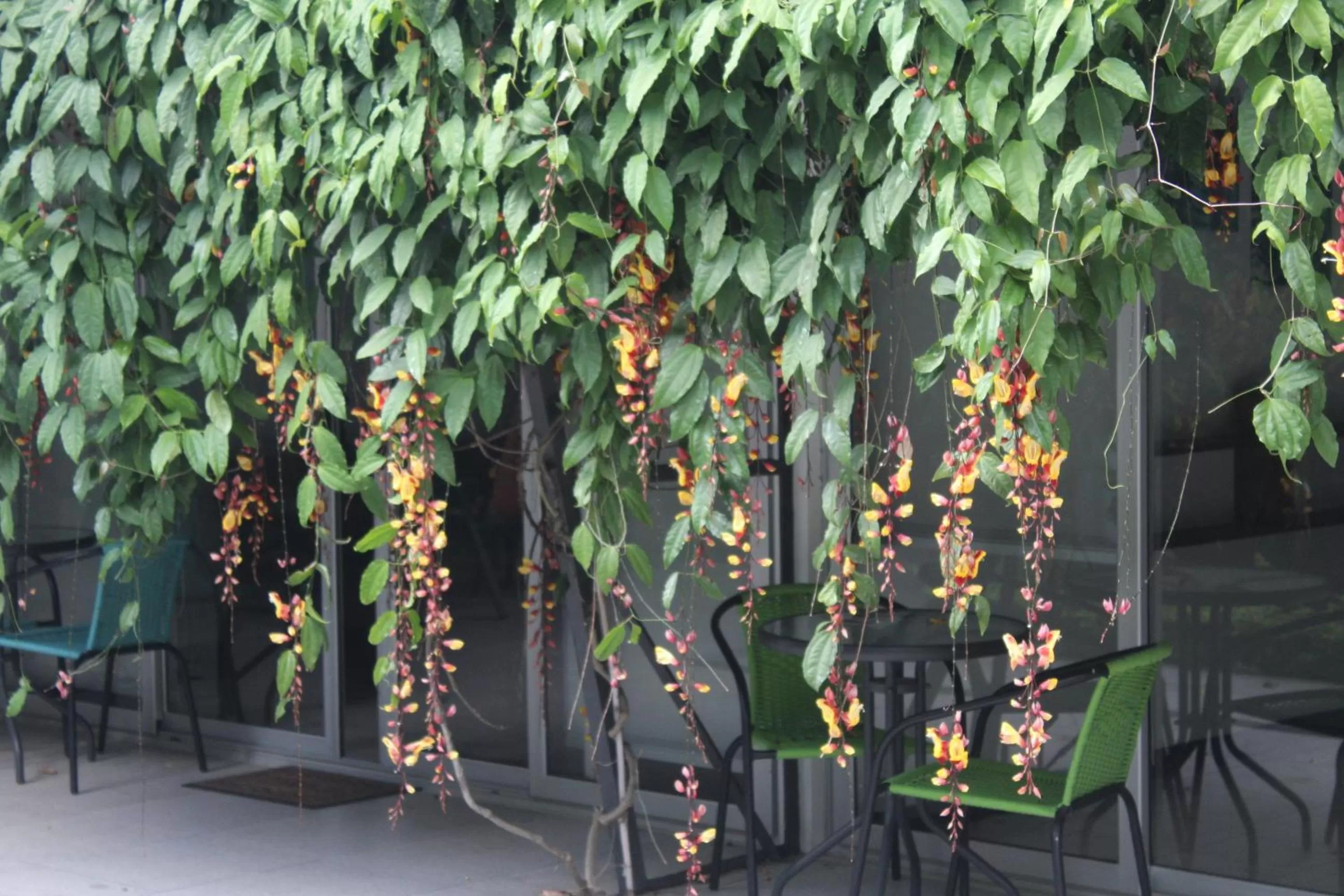 Cando Living Apartments in Central Avenue