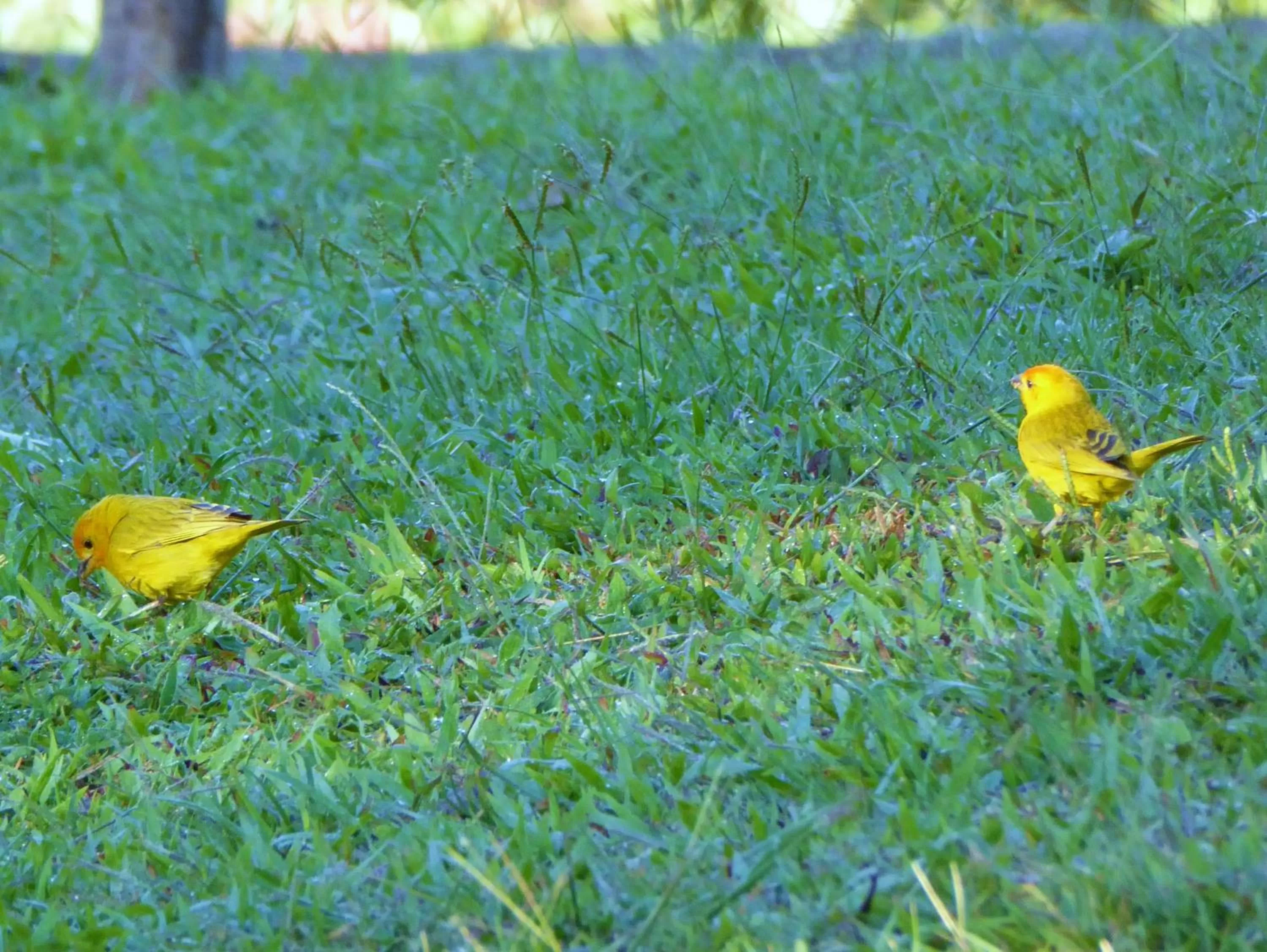 Garden, Other Animals in Finca El Cielo