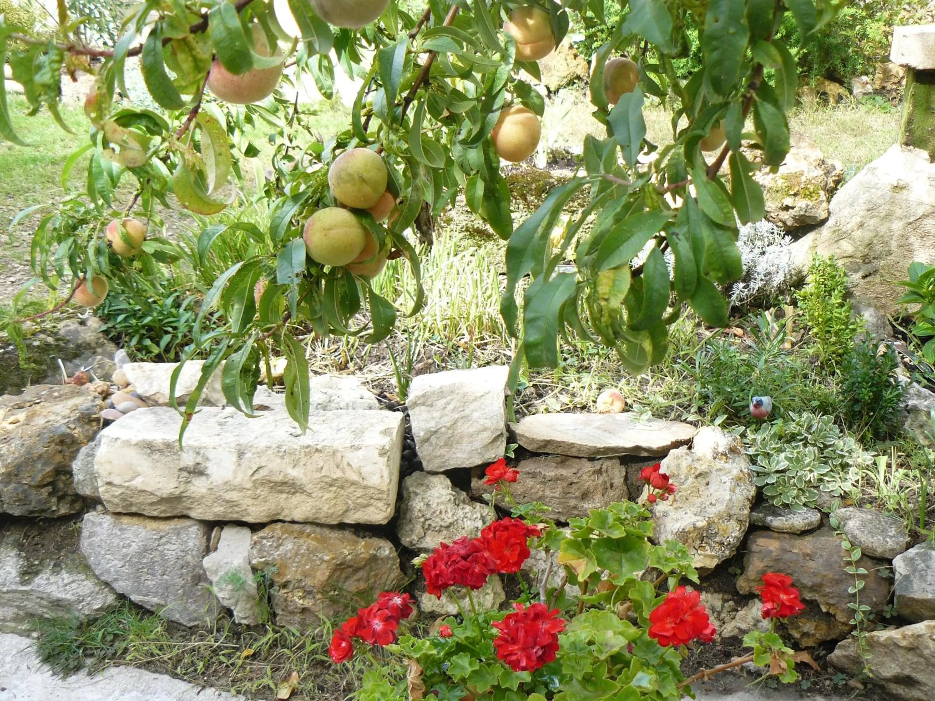 Garden in La Maison de Saumur