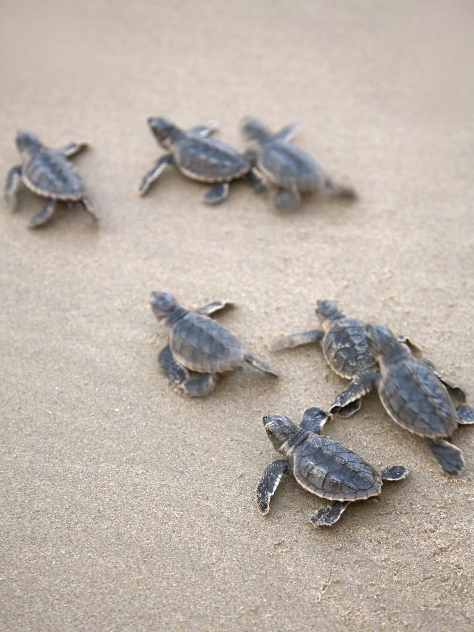 Beach in Shangri-La Barr Al Jissah, Muscat