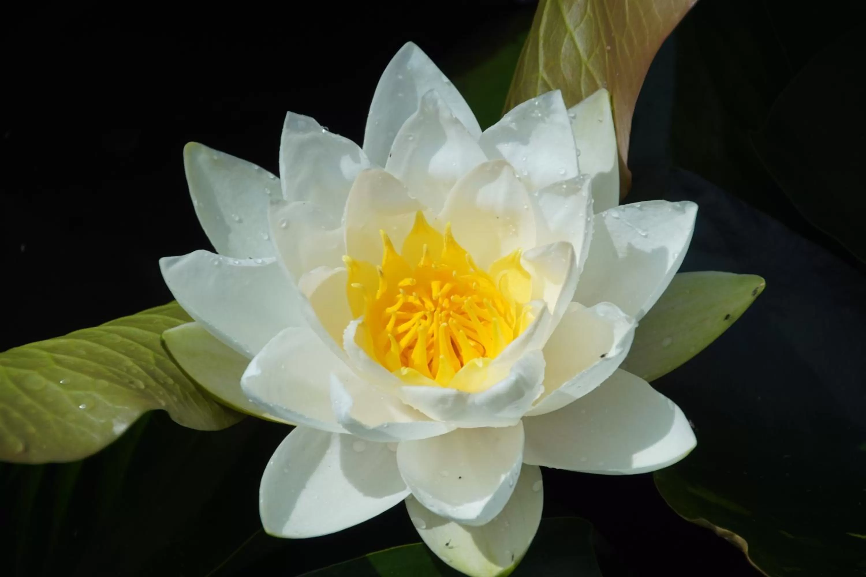 Garden in Bed & Breakfast aan de Beek