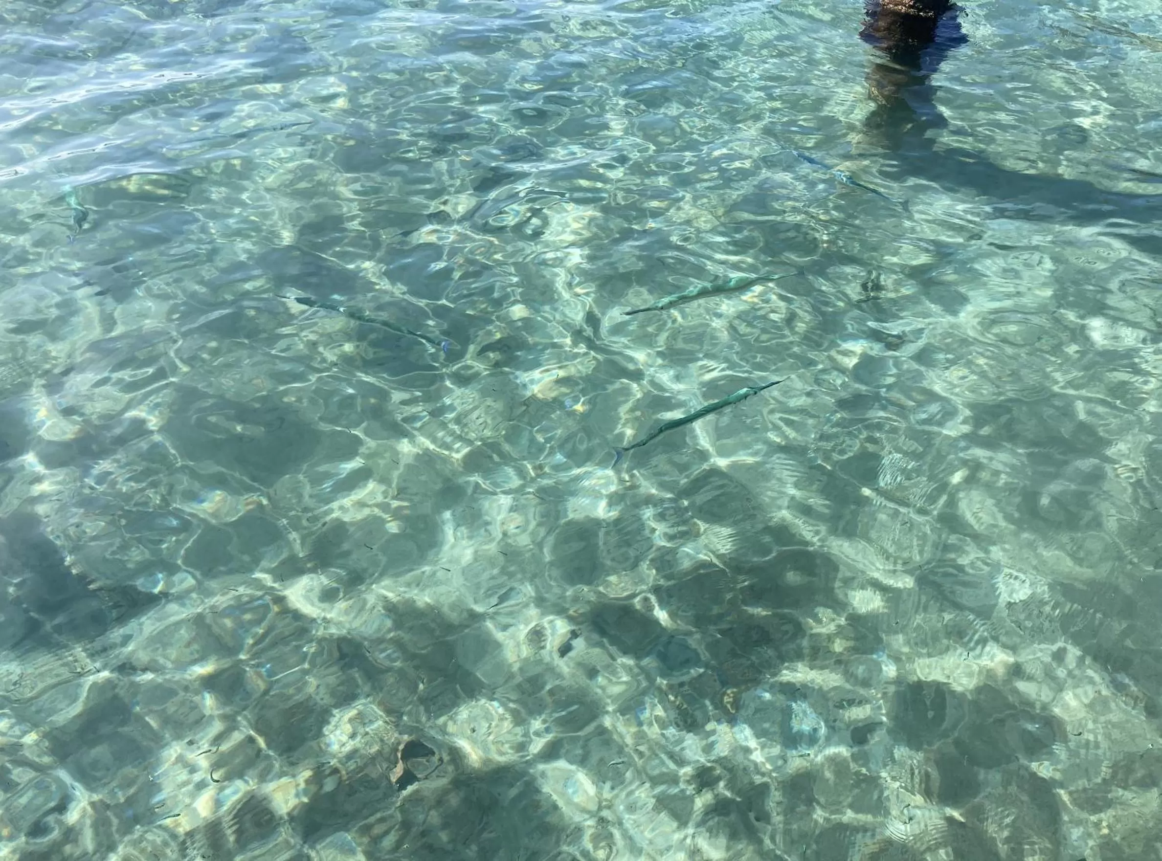 Other Animals in Casa Acuario Boutique Hotel