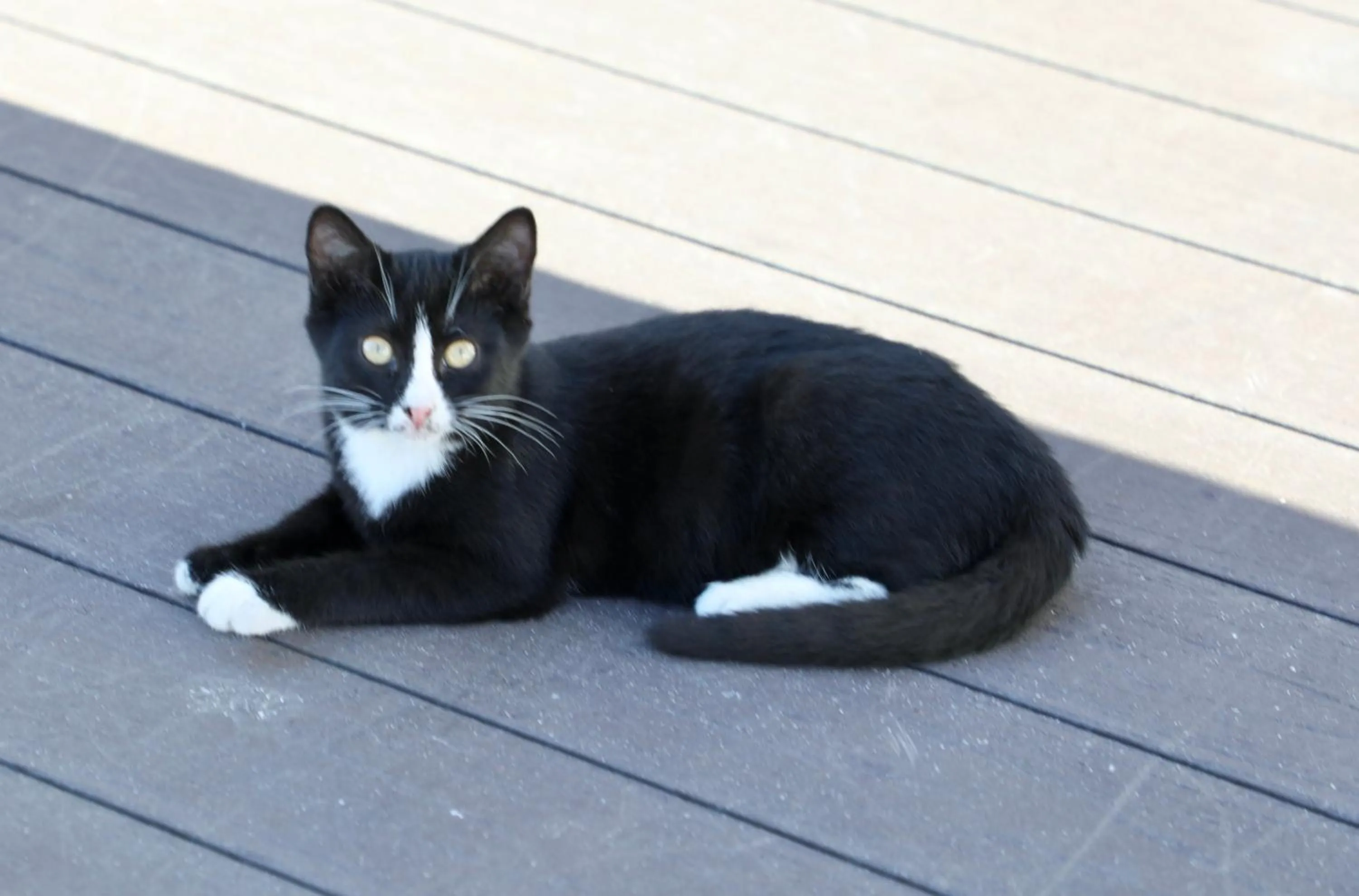 Balcony/Terrace in Istanbul Royal Hotel