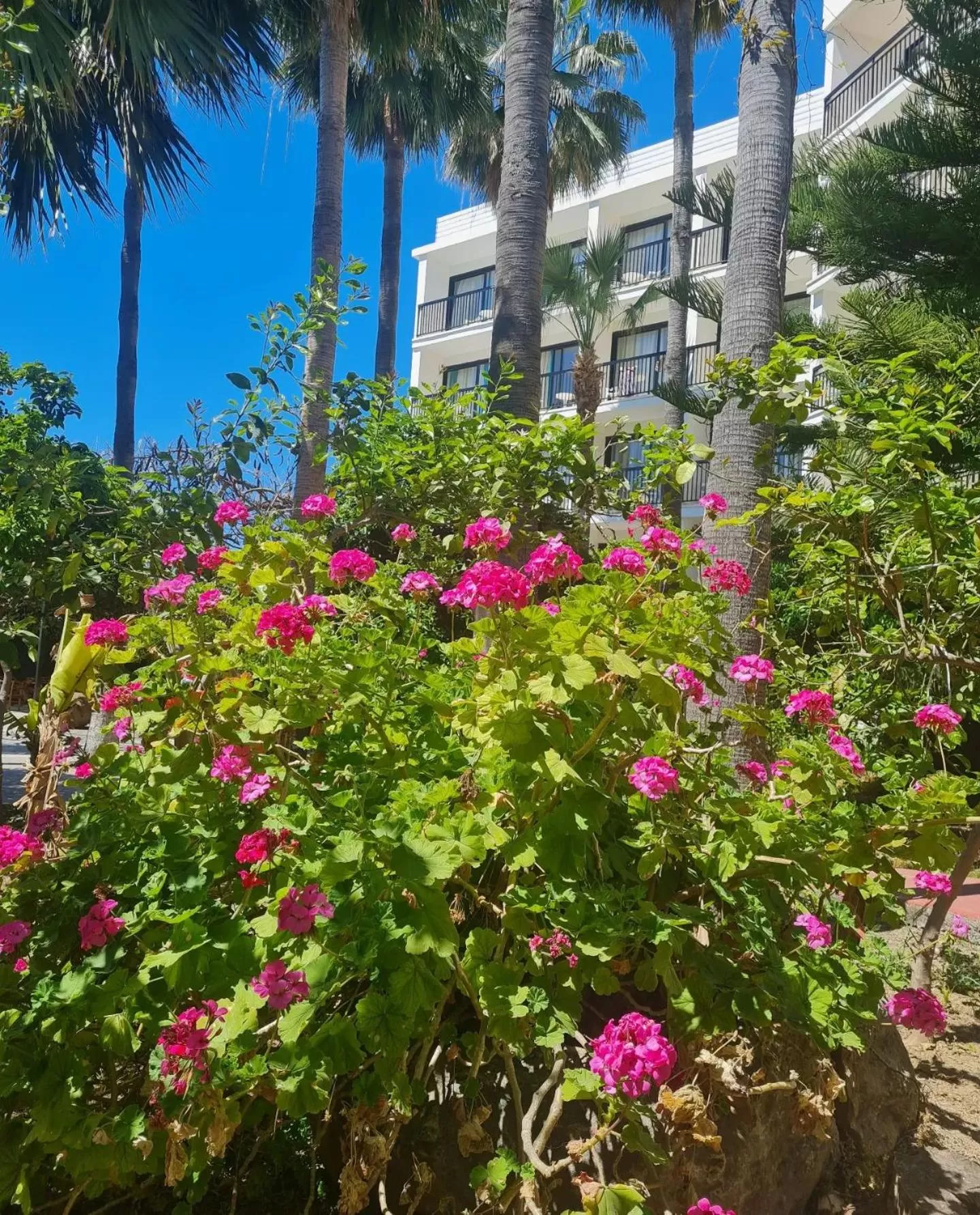 Garden in Veronica Hotel