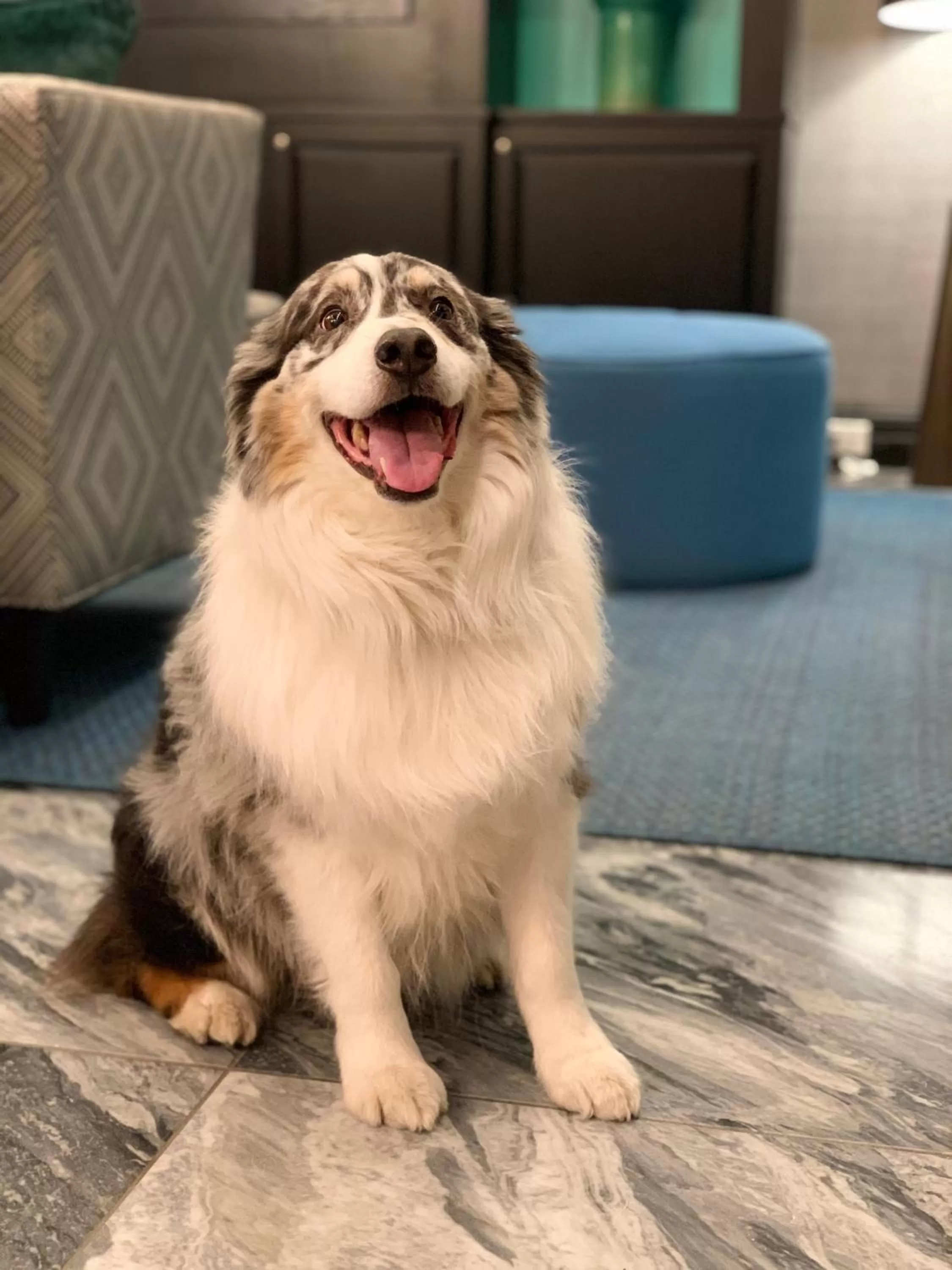 Pets in Hotel Triton