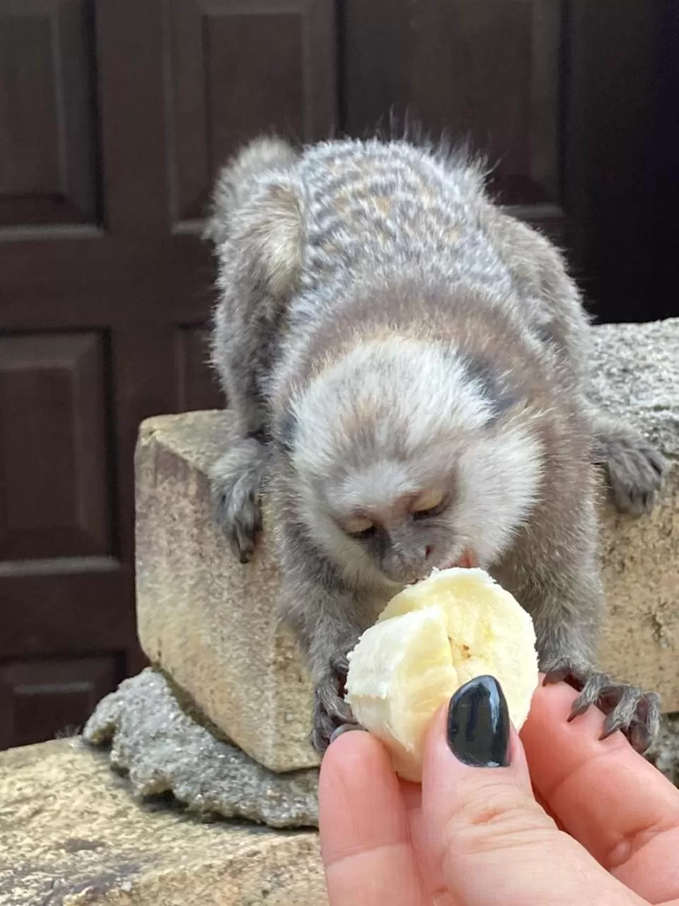 Animals, Other Animals in Pousada Dunasol Floripa