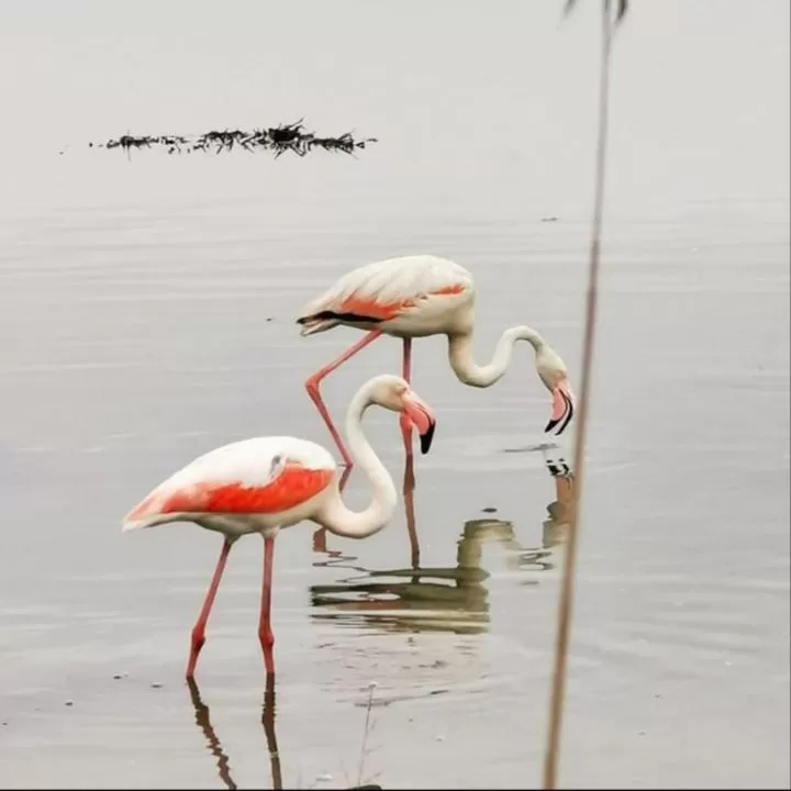 Other Animals in B & B CANTARANO