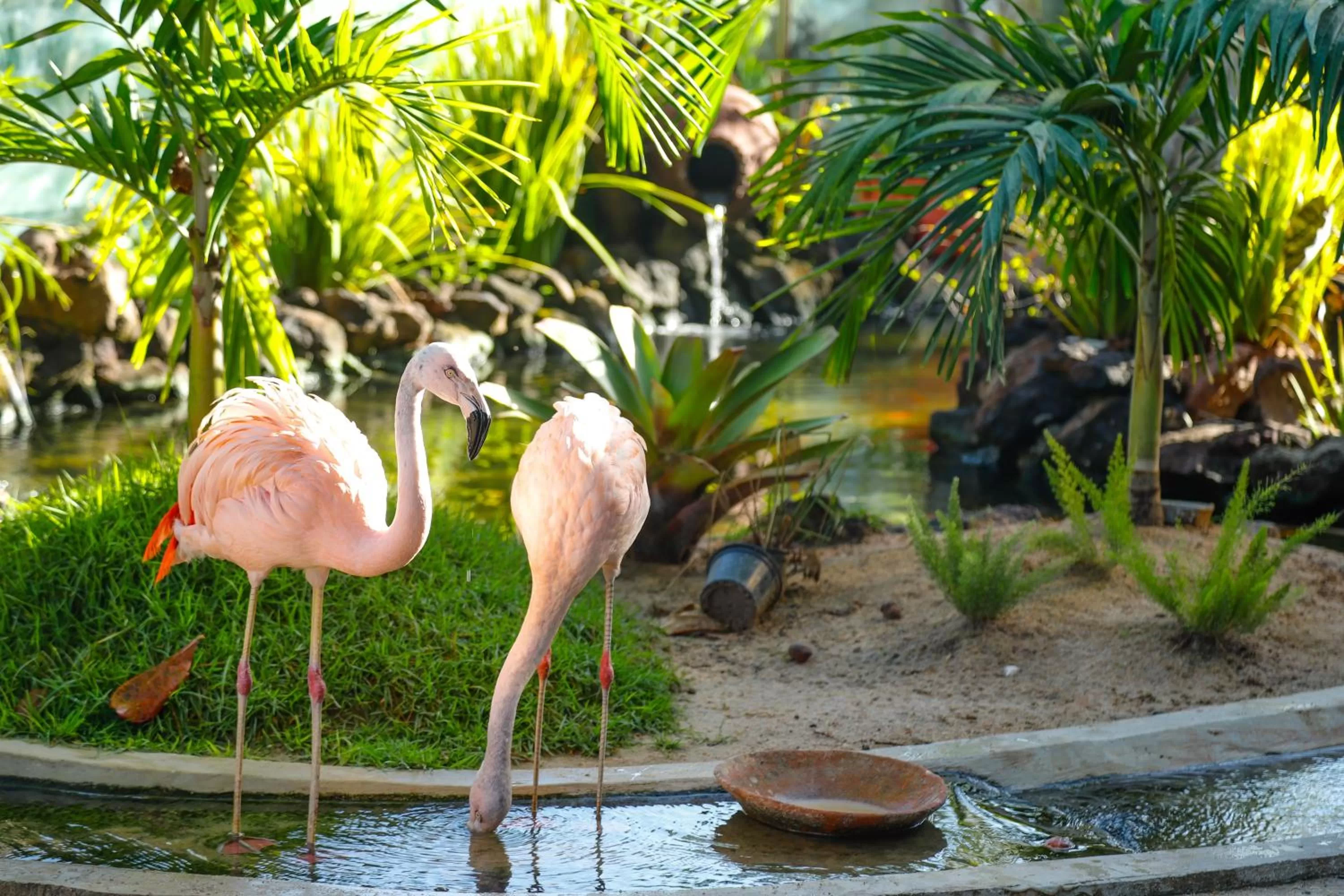 Other Animals in Pousada Sol e Mar