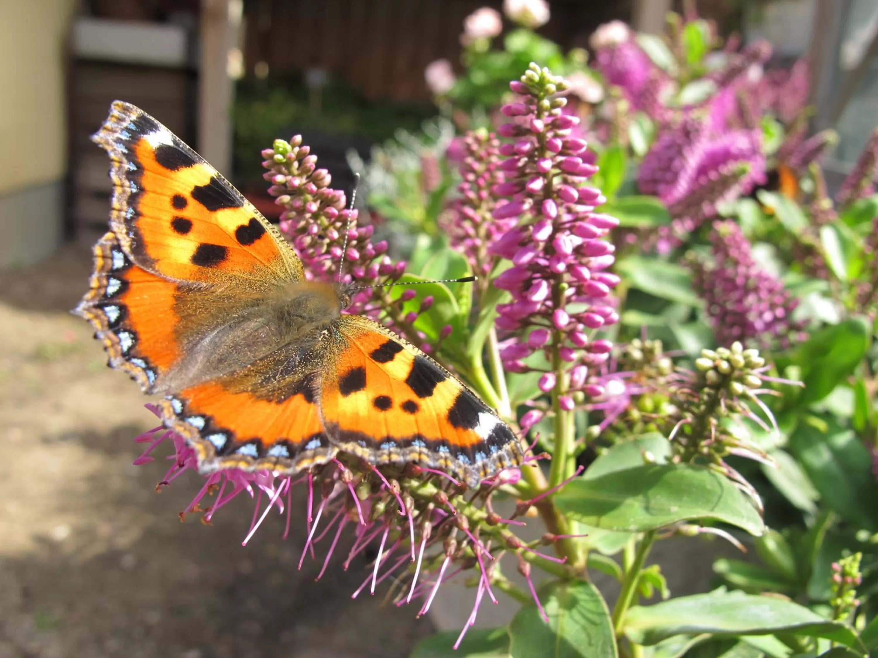 Summer, Other Animals in Birkende Bed and Breakfast
