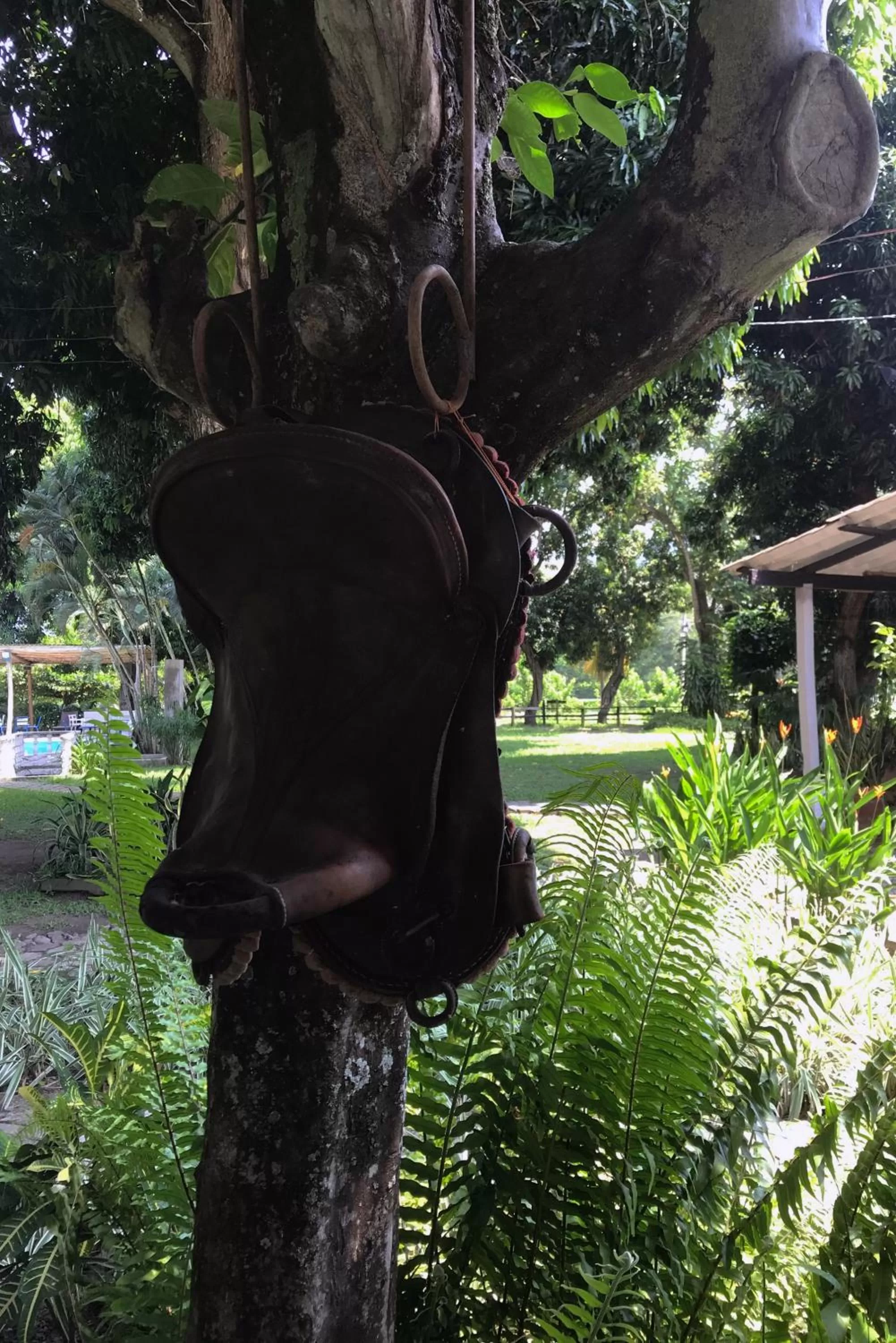 Natural landscape, Other Animals in Waka Hotel Rural