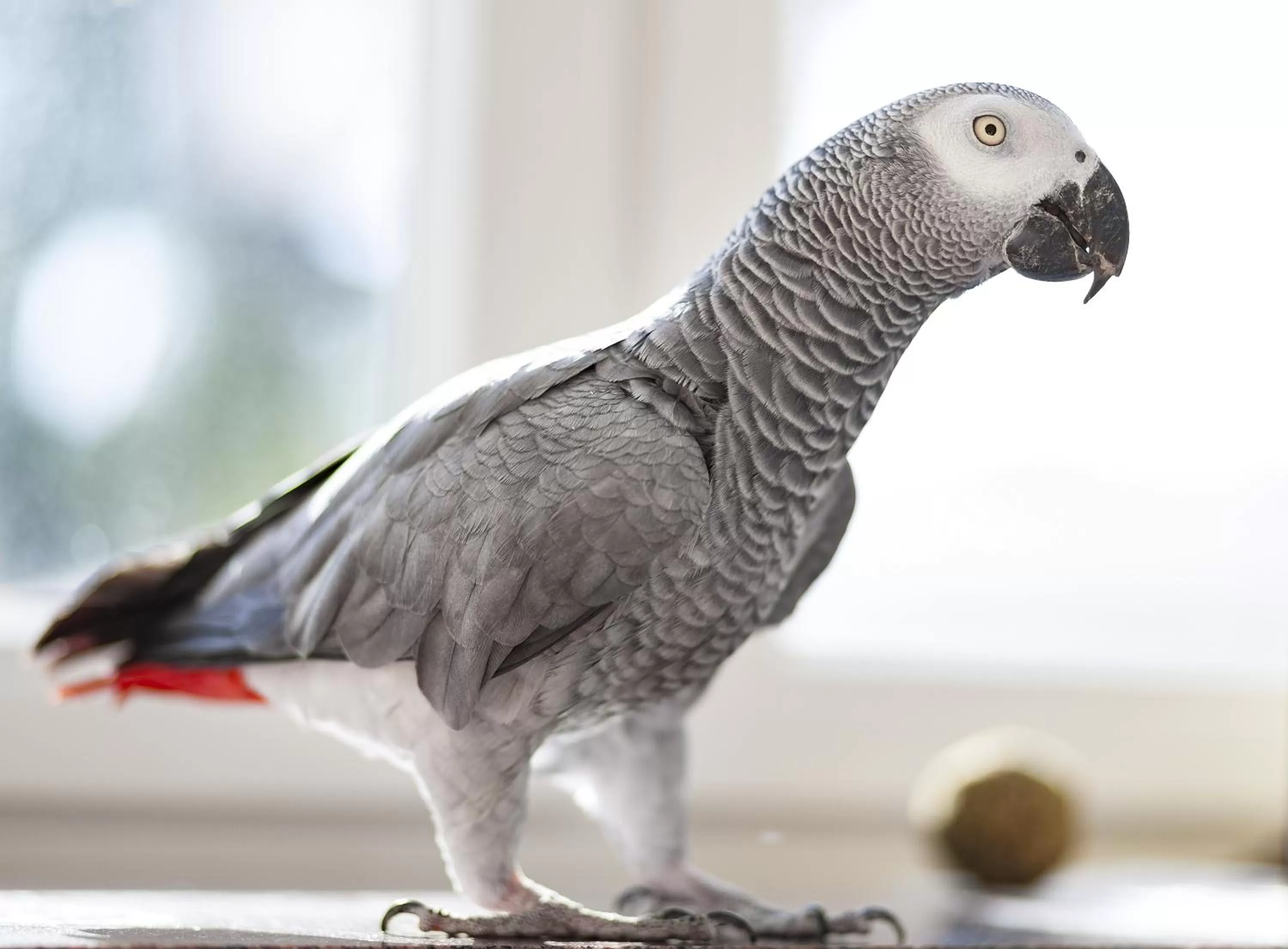 Pets in Kurhaushotel Bad Salzhausen