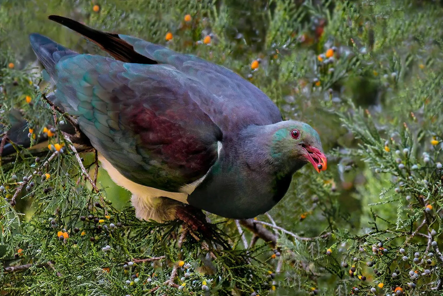 Animals in Maison de Rose