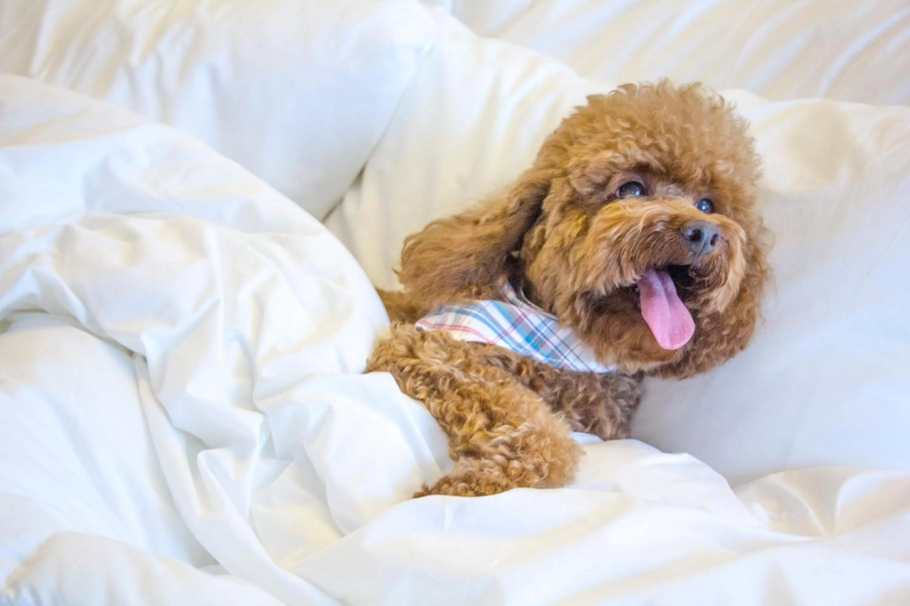 Animals, Bed in Esplendor by Wyndham Asuncion