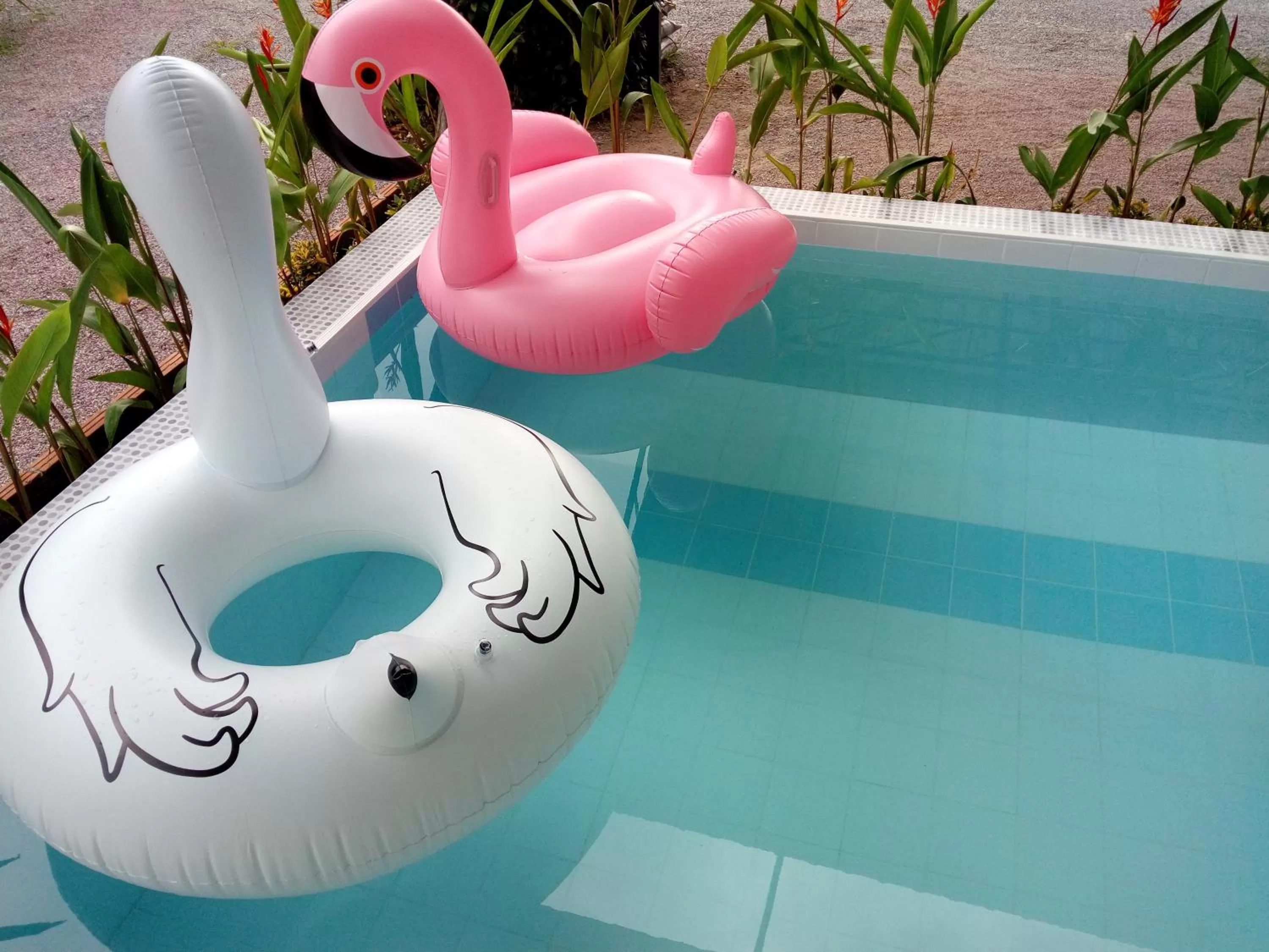 Swimming pool, Water Park in Fancy Carp Resort