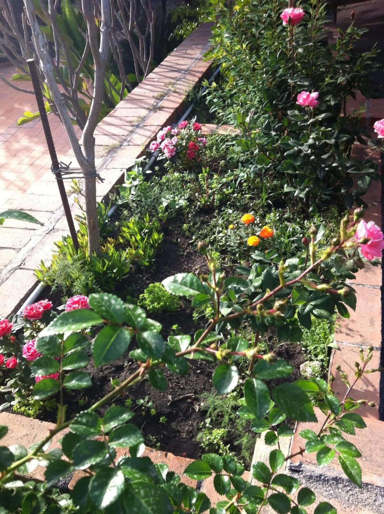 Garden in Hotel Villa Sirina