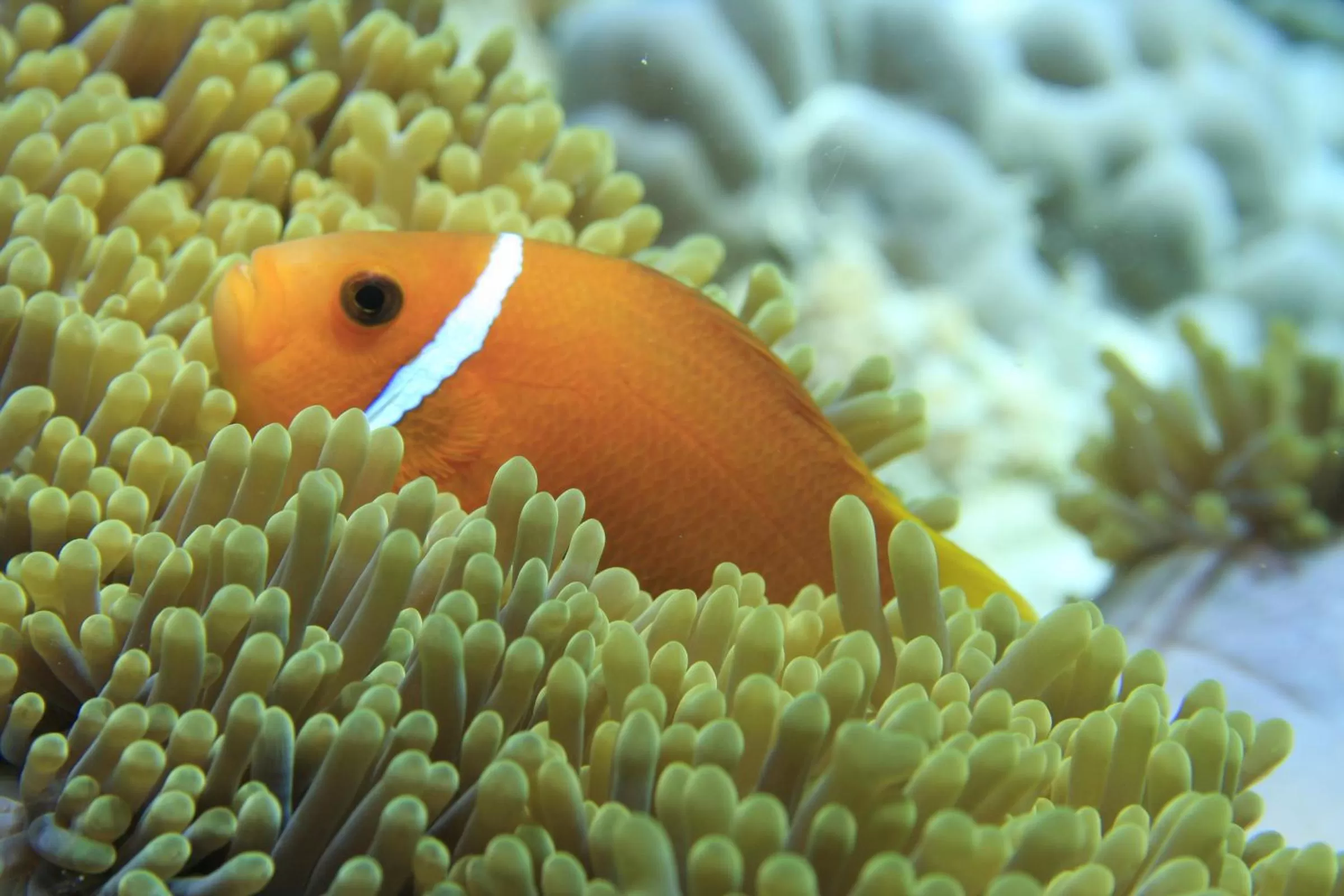 Animals, Other Animals in Dhawa Ihuru