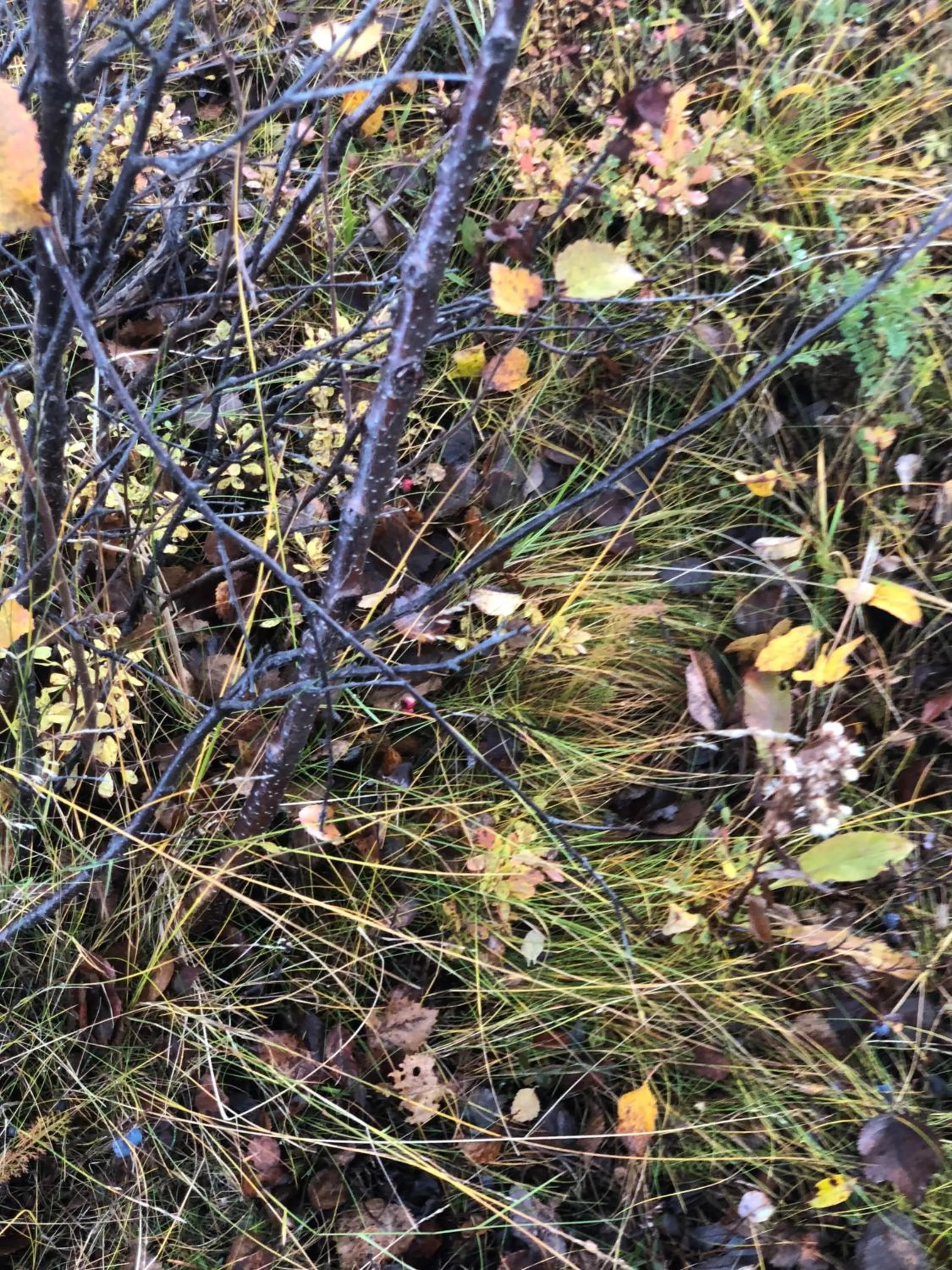 Garden in Hotel E-10 by First