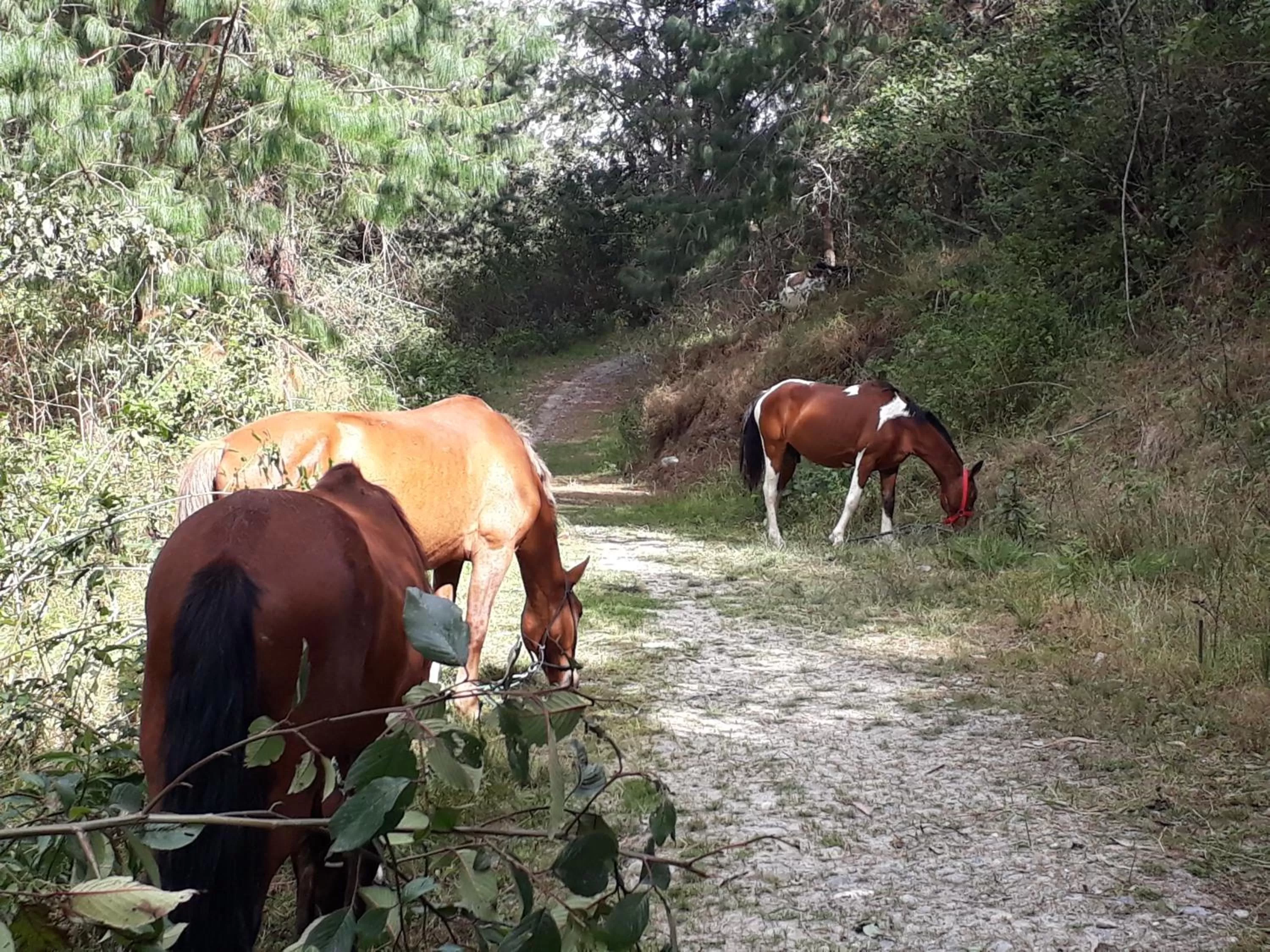 Nearby landmark, Other Animals in El Cardenal Hotel