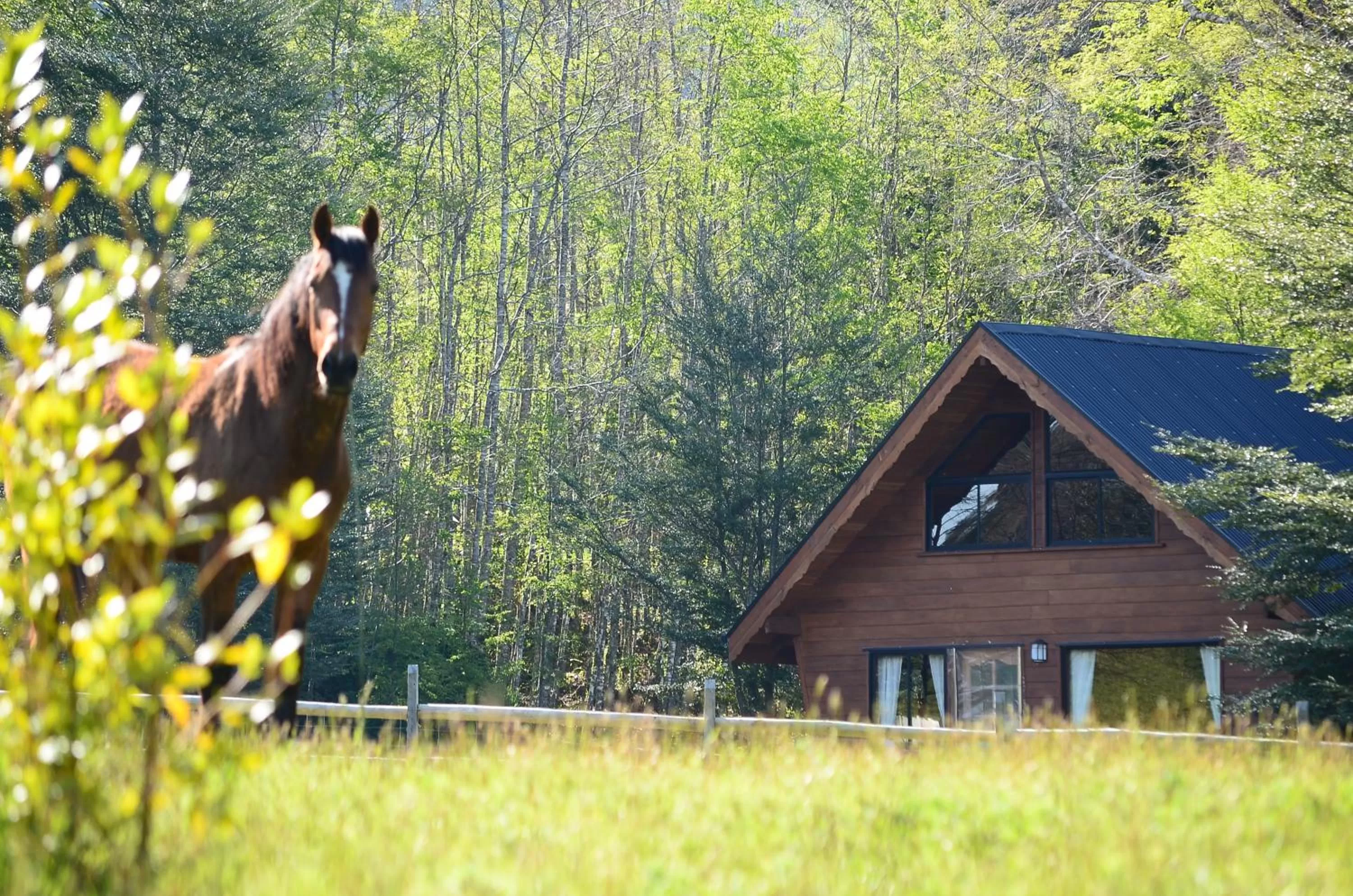 Garden, Other Animals in Hotel Salto del Carileufu