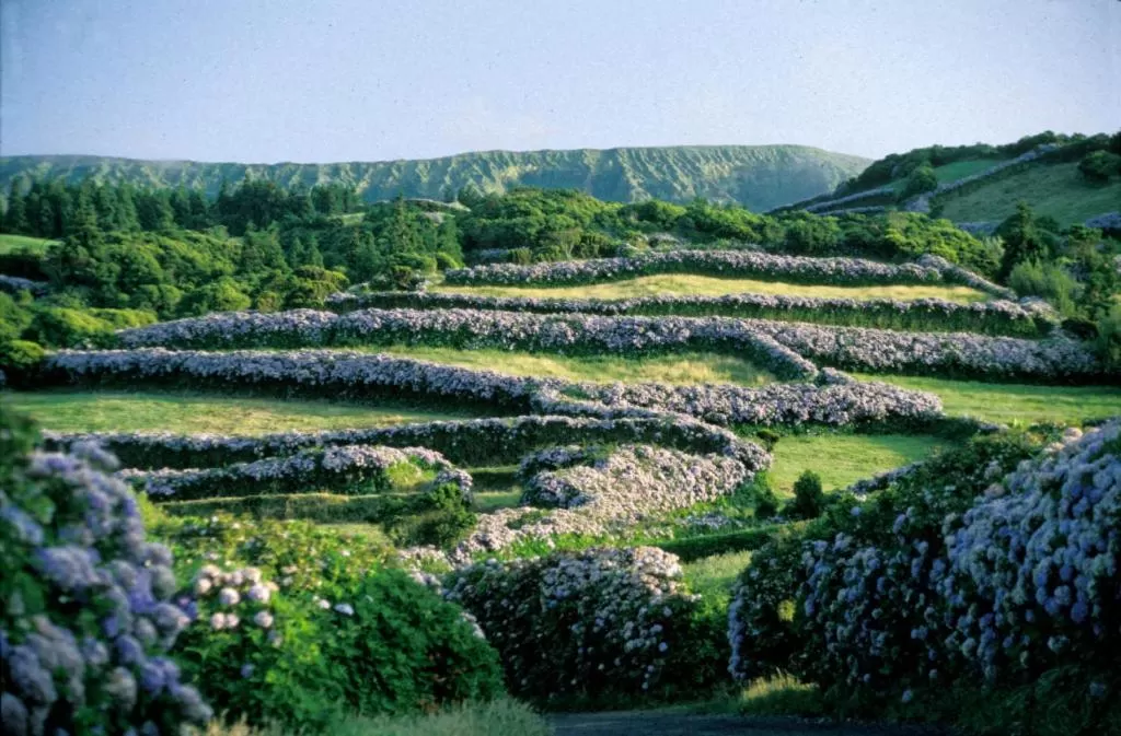 Faial Marina Apartments 1